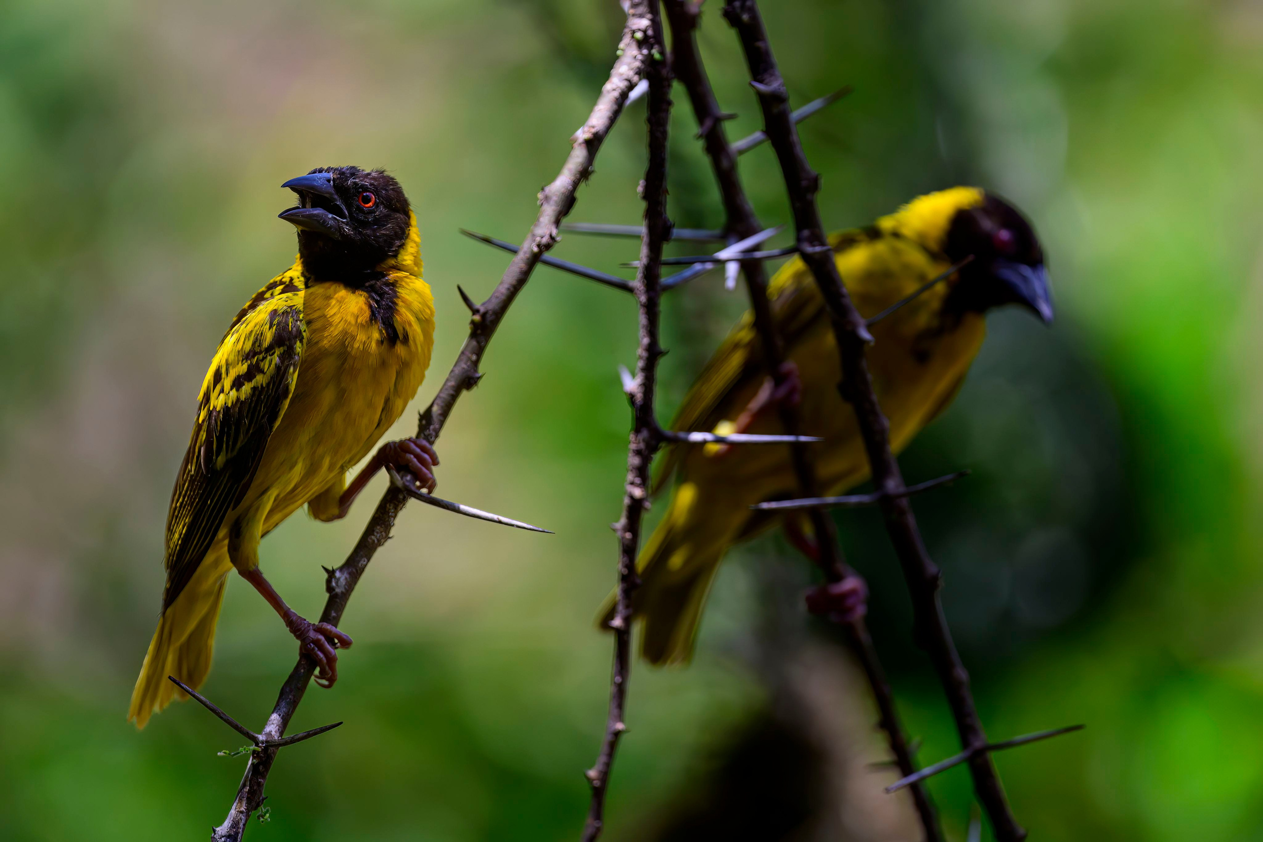 Кения. Wildlife photography by Sergey Puponin