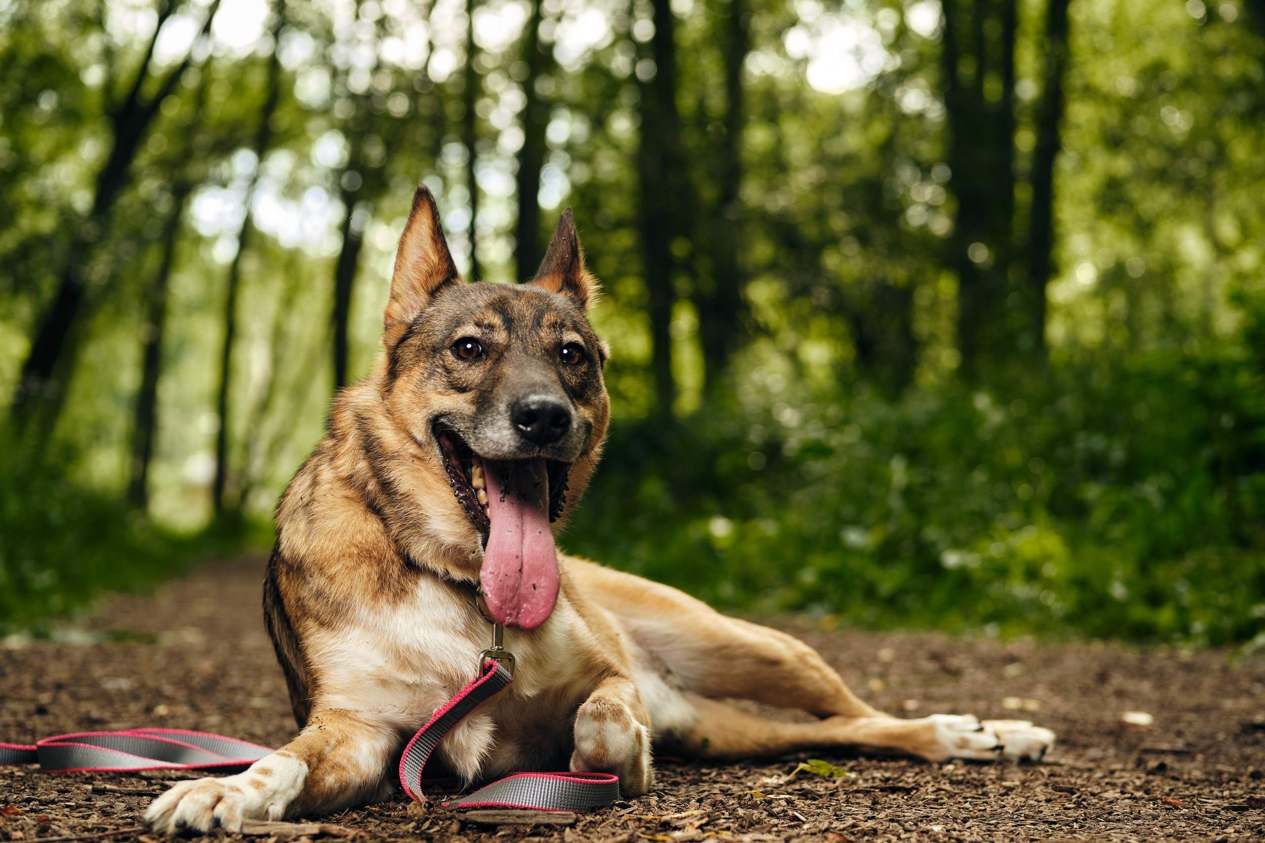 Фотосессия  для паши пса. Профессиональный фотограф в Москве — Максим Дьяконов