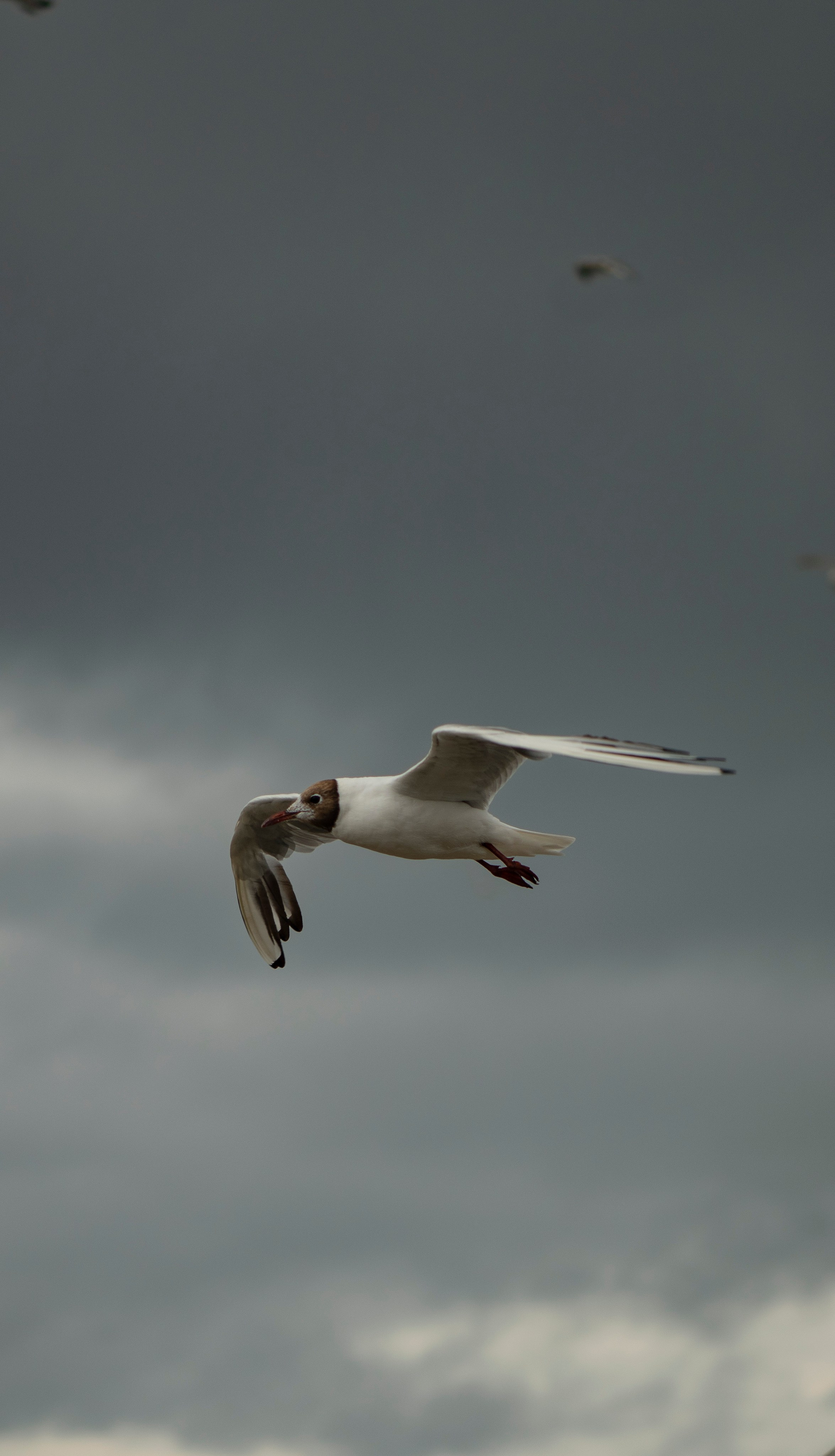 Калининград. Сергей Люльченко фотоальбом