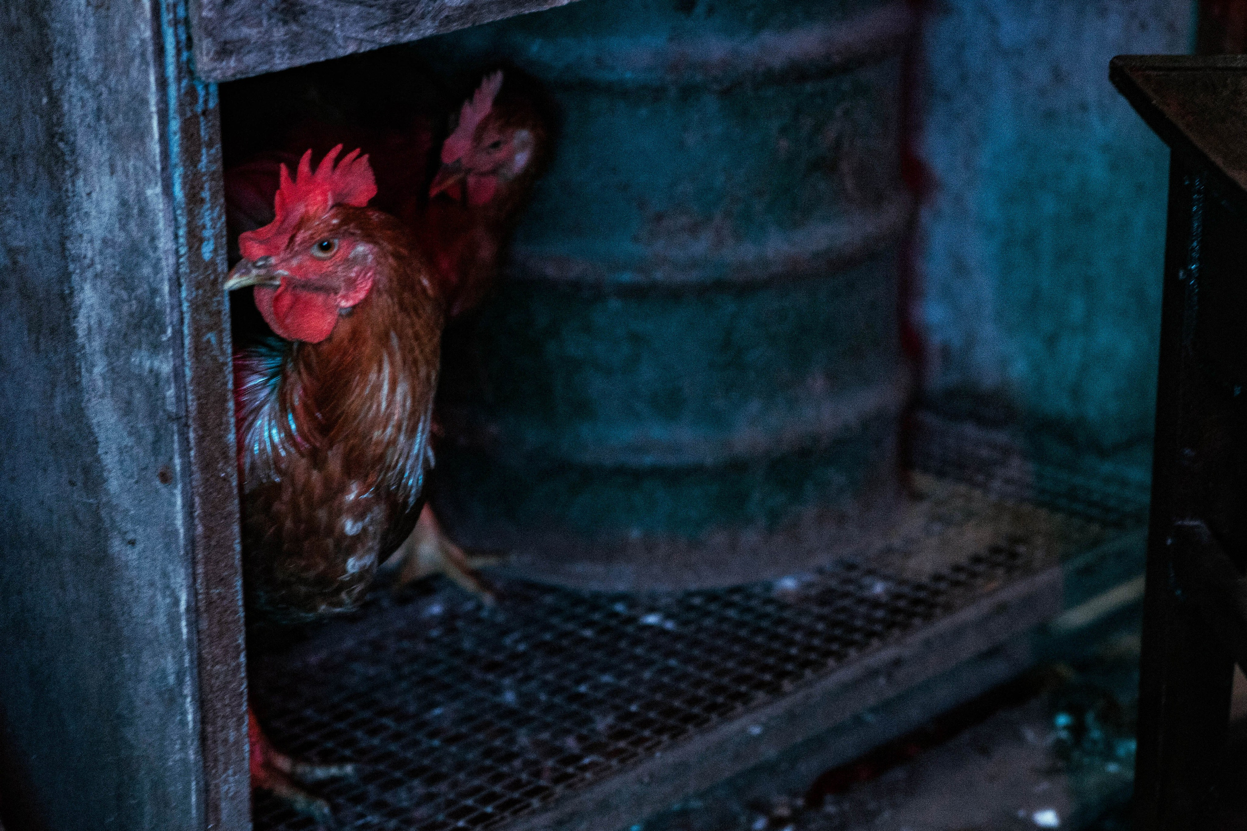 Саша Простошоу. Фотограф Александр Закадычный | Таганрог