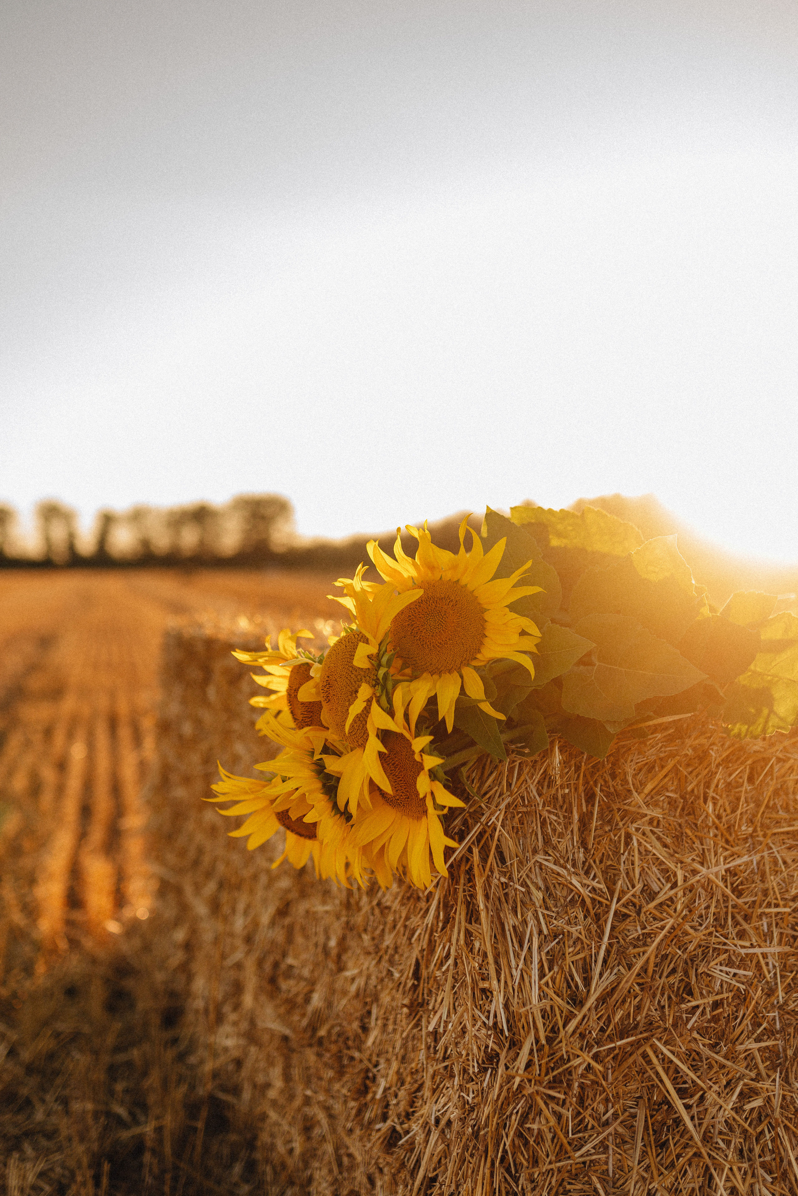 Олеся | Съемка с подсолнухами. Фотограф Карина Шмулёва. Воронеж и область