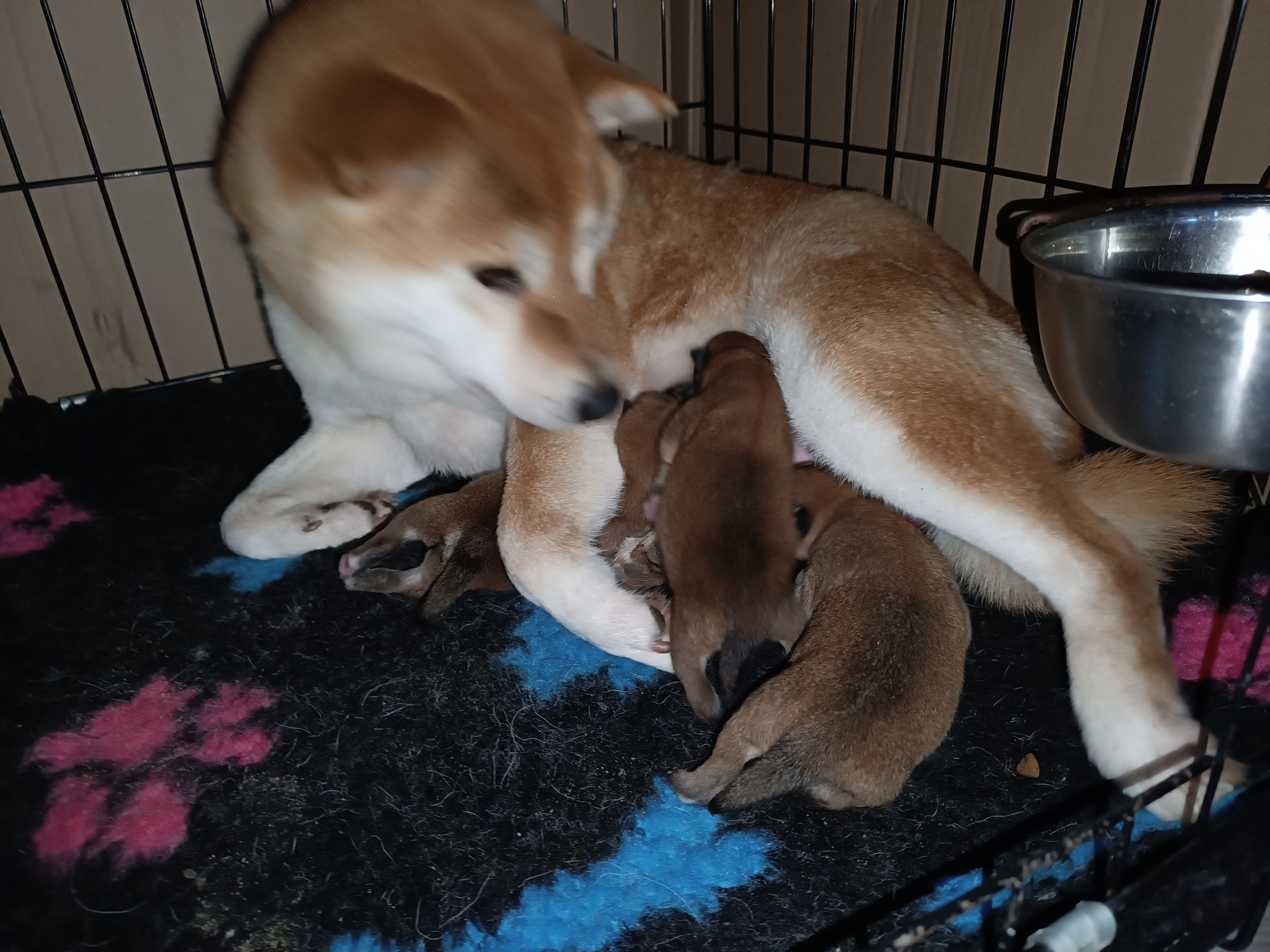 сиба питомник Рубилайт щенки на продажу rubylight  сиба щенки купить СПб Санкт-Петербург 