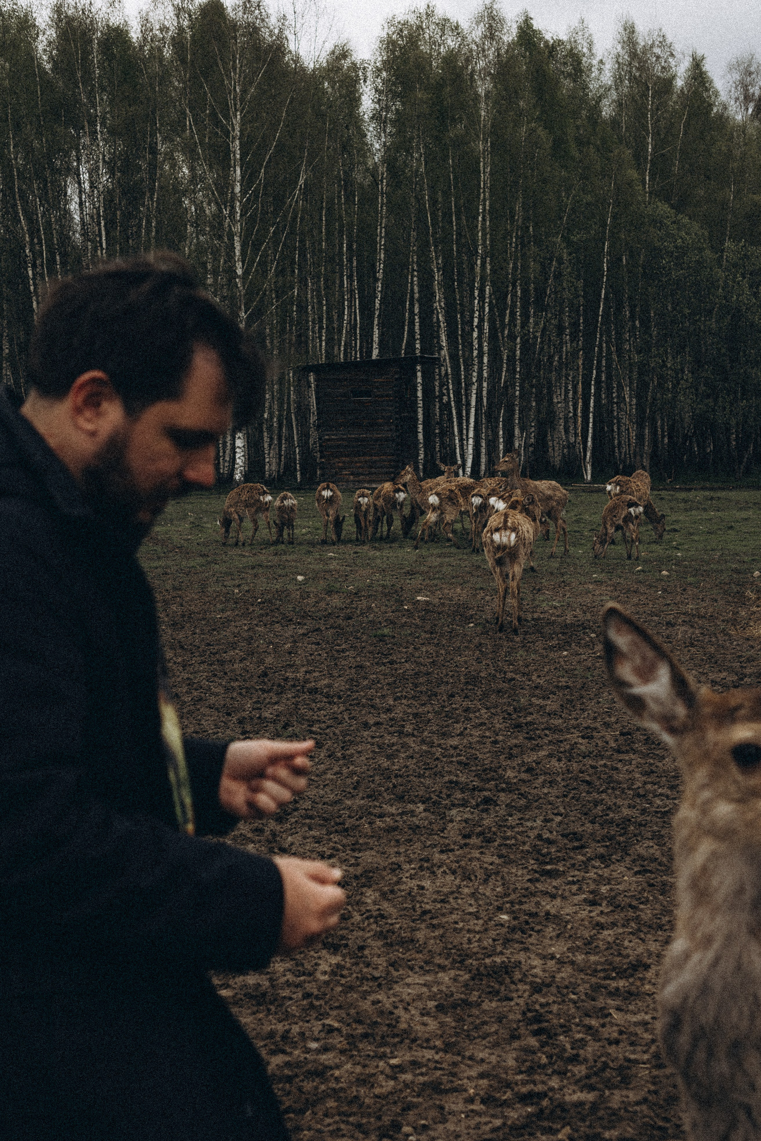 ОЛЕНЬЯ ФЕРМА В ТВЕРИ. Профессиональный фотограф, Санкт-Петербург — Виктория Богомолова