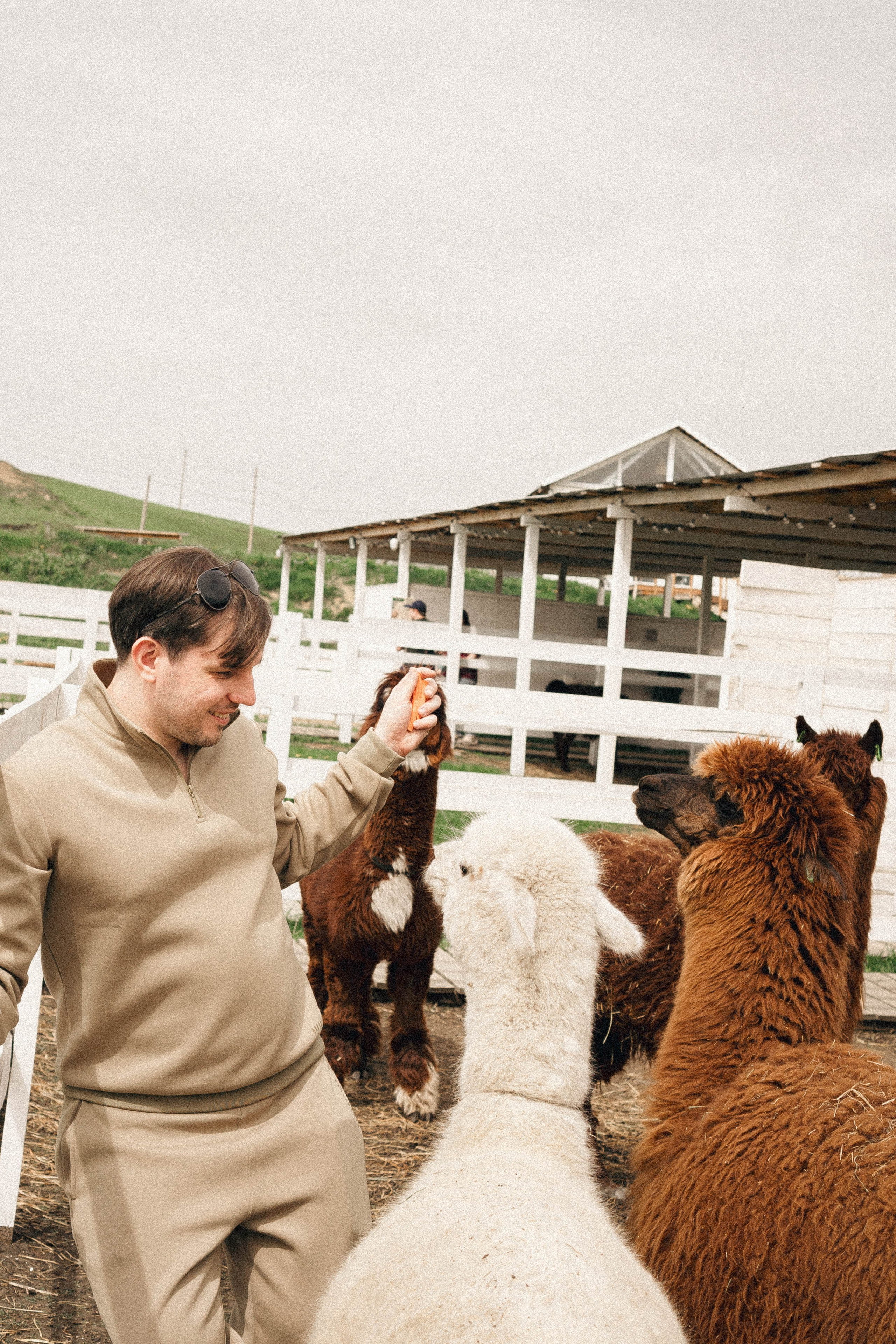 Ферма Альпак. Профессиональный фотограф, Санкт-Петербург — Виктория Богомолова