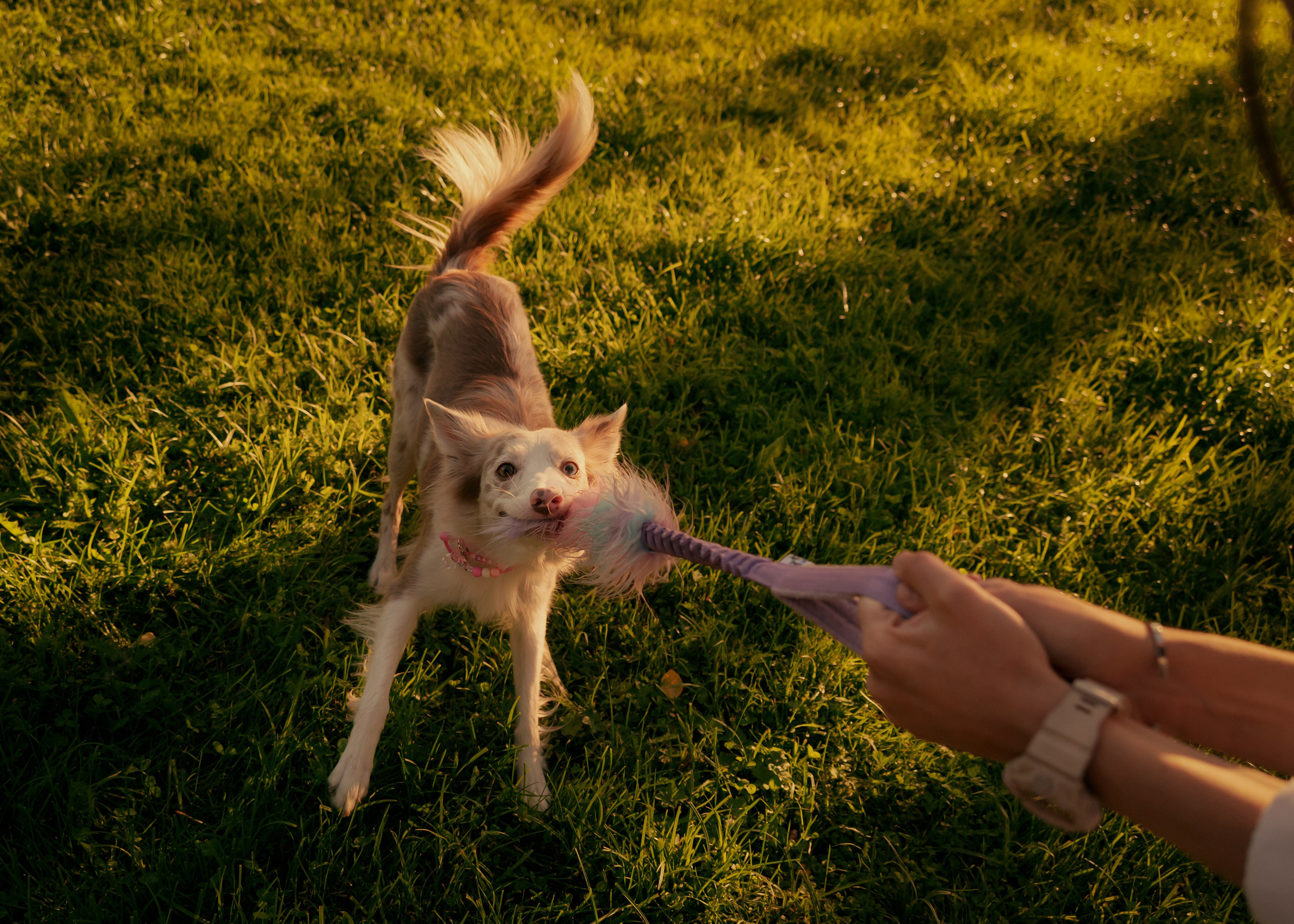 Вэй. Фотограф- анималист Александра Матвеева