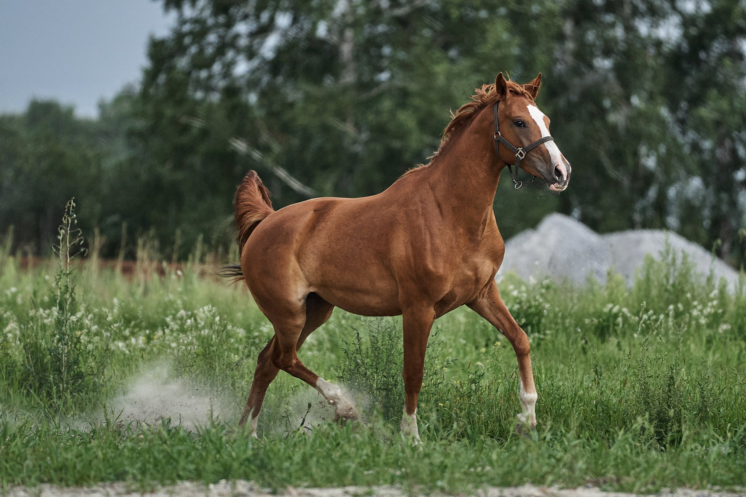 Сопрано Фуоко С (Парламент — Сабина). Главная