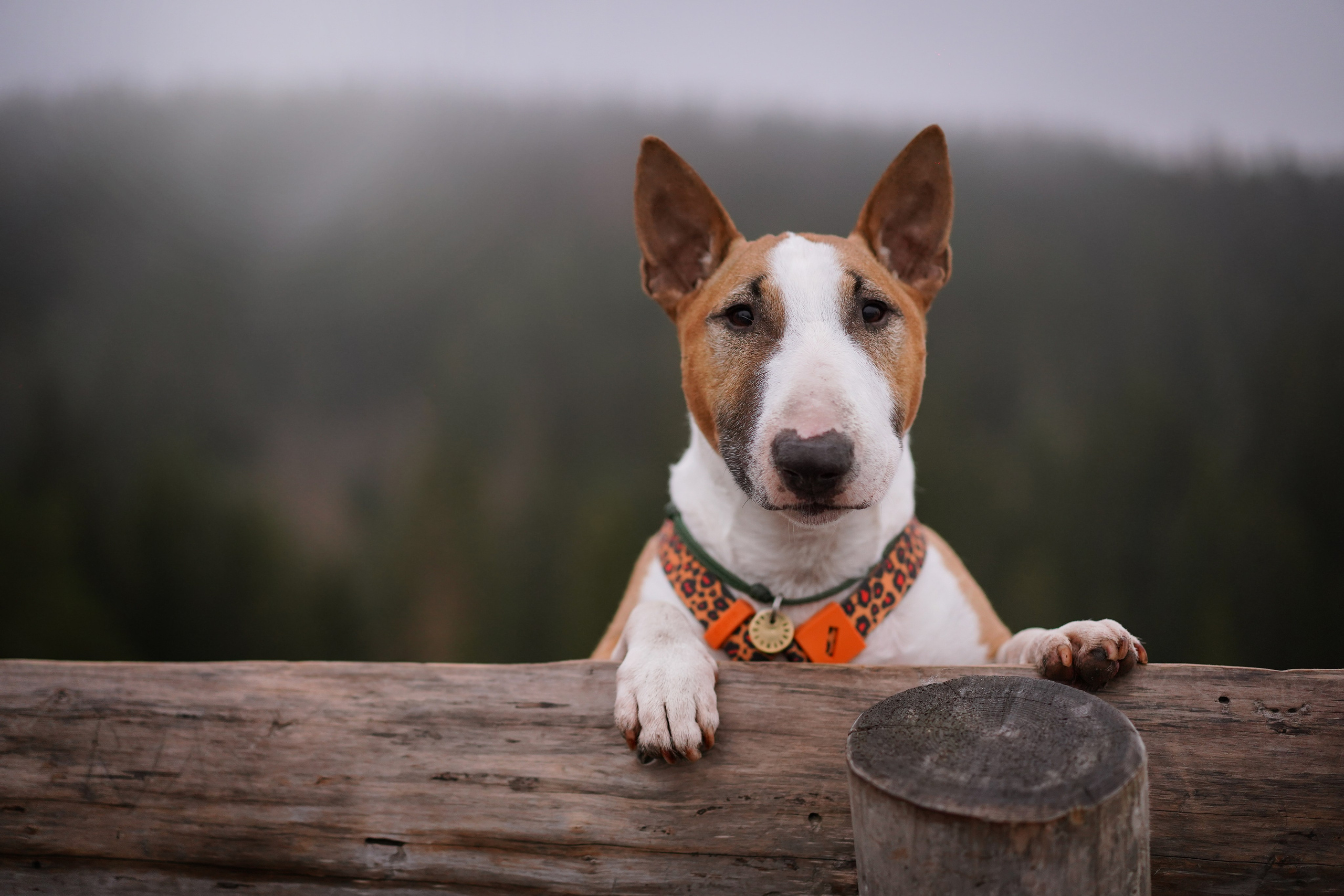 Юни на горе Паасо. Фотограф-анималист в Санкт-Петербурге Яна Мартынова