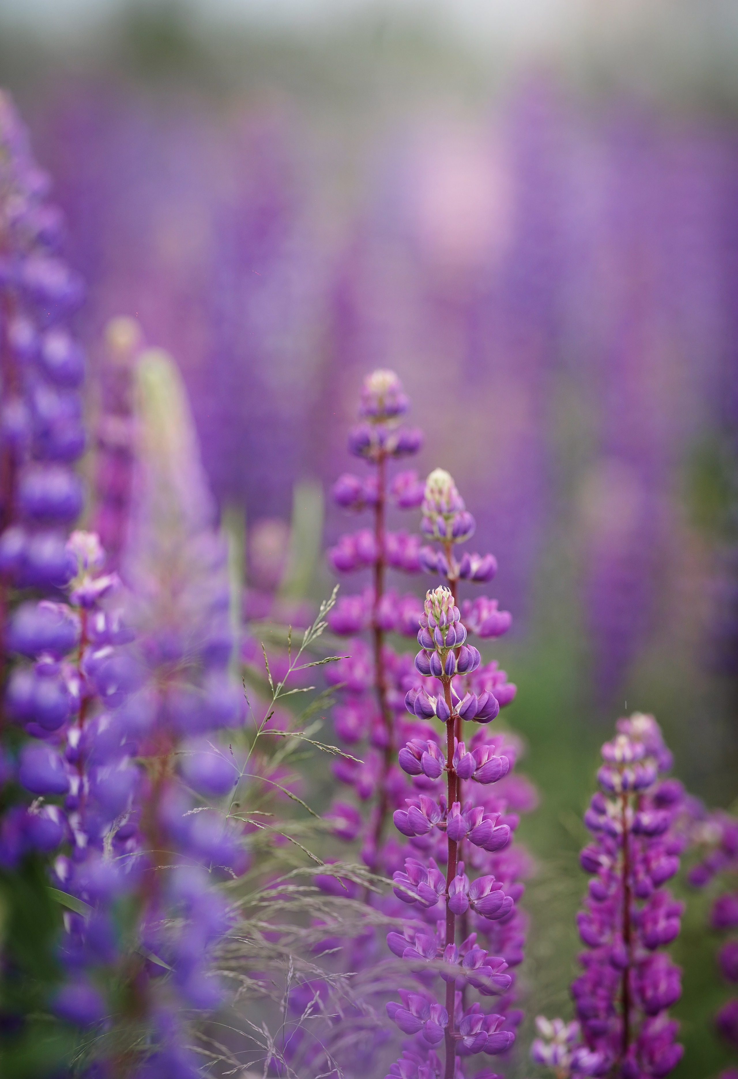 Аня Арчи и Панда в люпинах. Фотограф-анималист в Санкт-Петербурге Яна Мартынова
