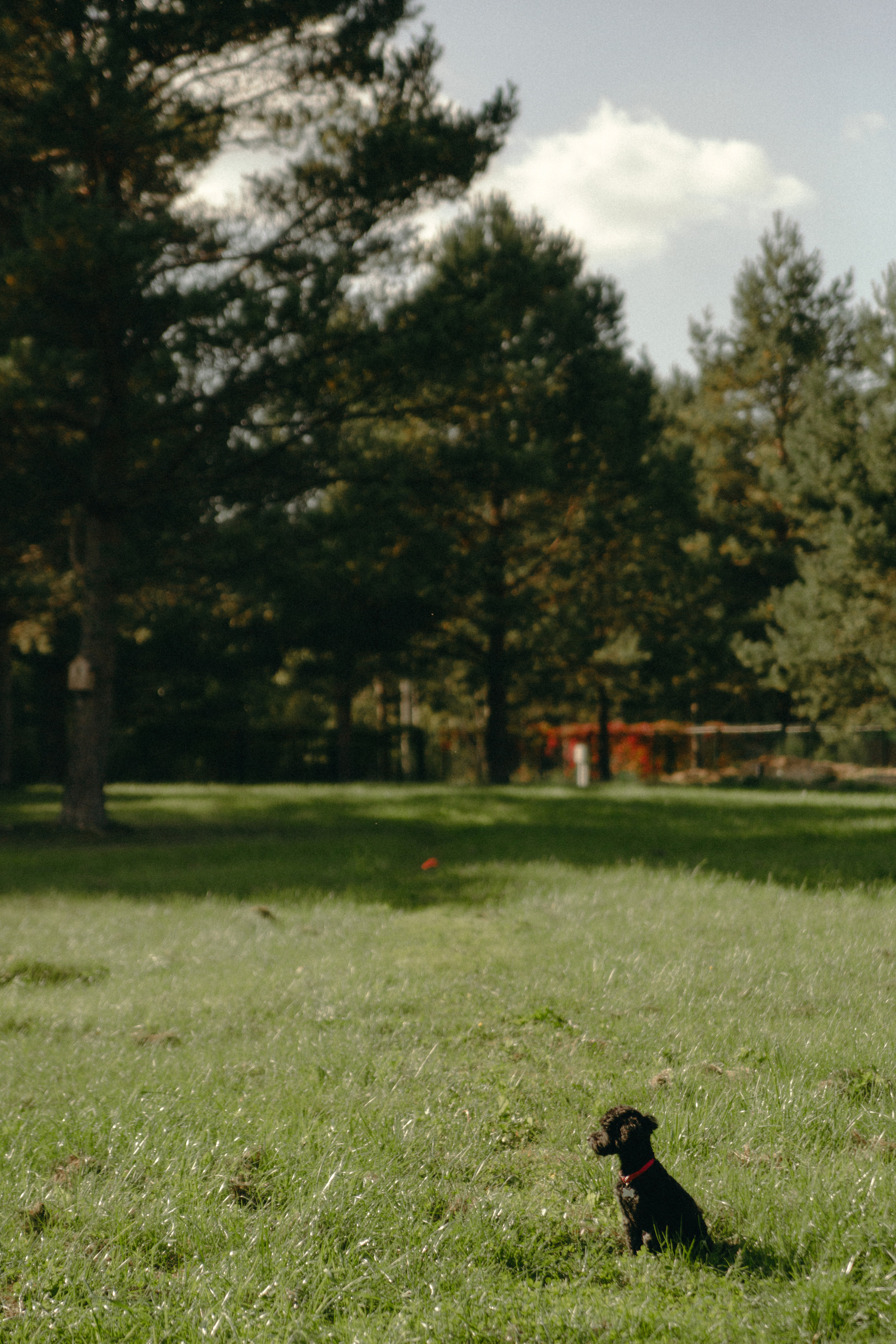 Dog story. Фотограф Москва • Уля Бузина💗