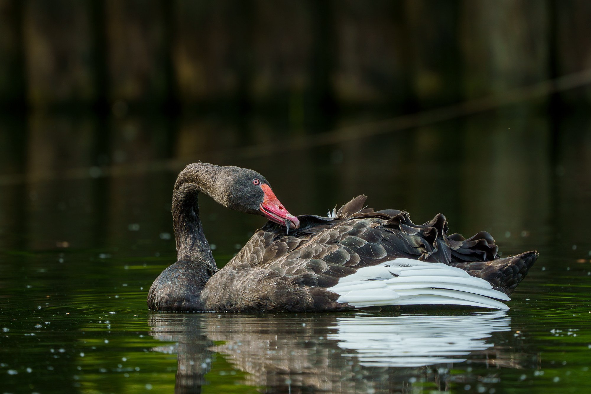 Удивительные мир птиц. Вокруг нас столько прекрасного — присмотритесь!. Ваш личный фотограф Марина Волкова