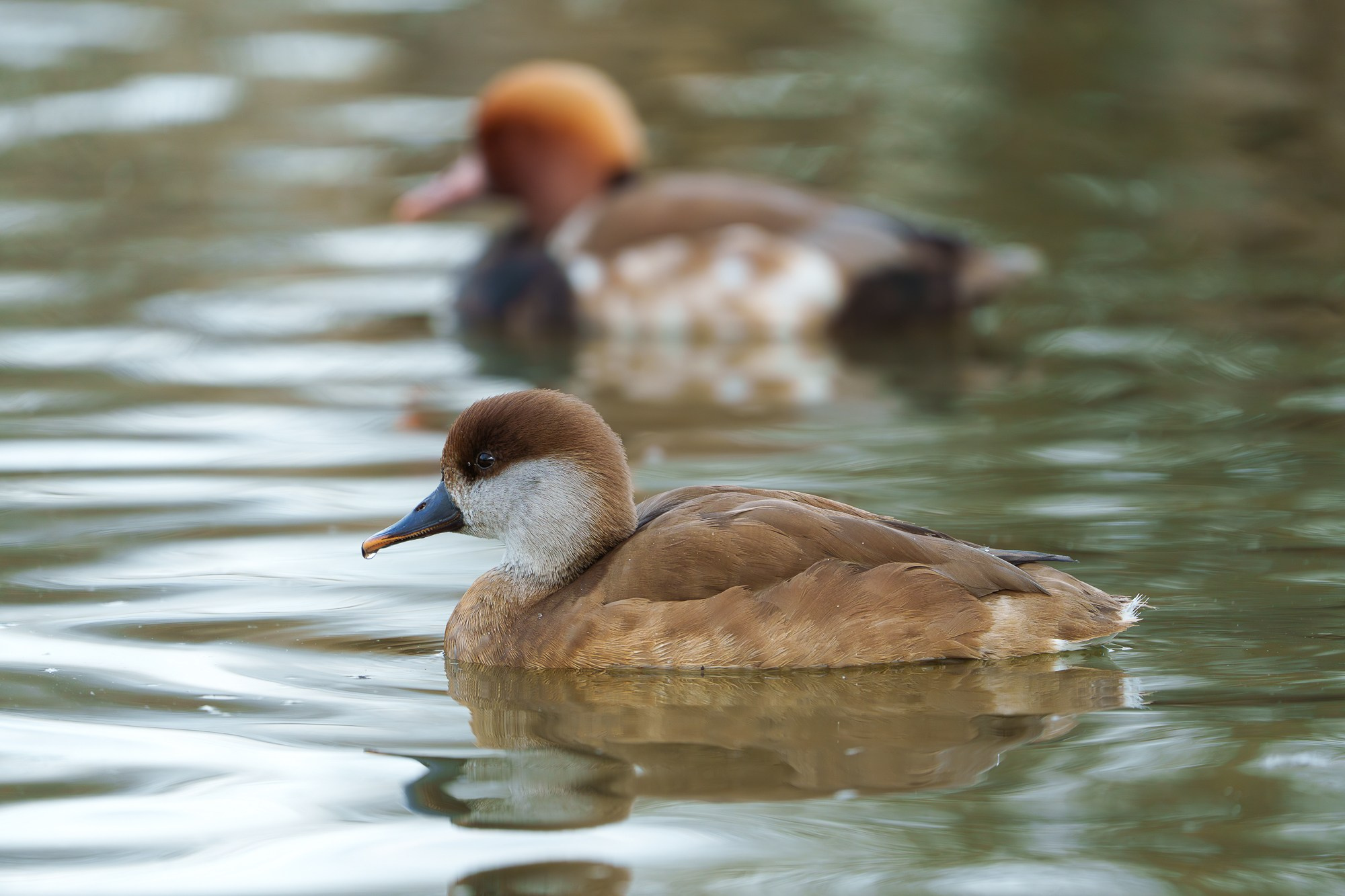 Удивительные мир птиц. Вокруг нас столько прекрасного — присмотритесь!. Ваш личный фотограф Марина Волкова