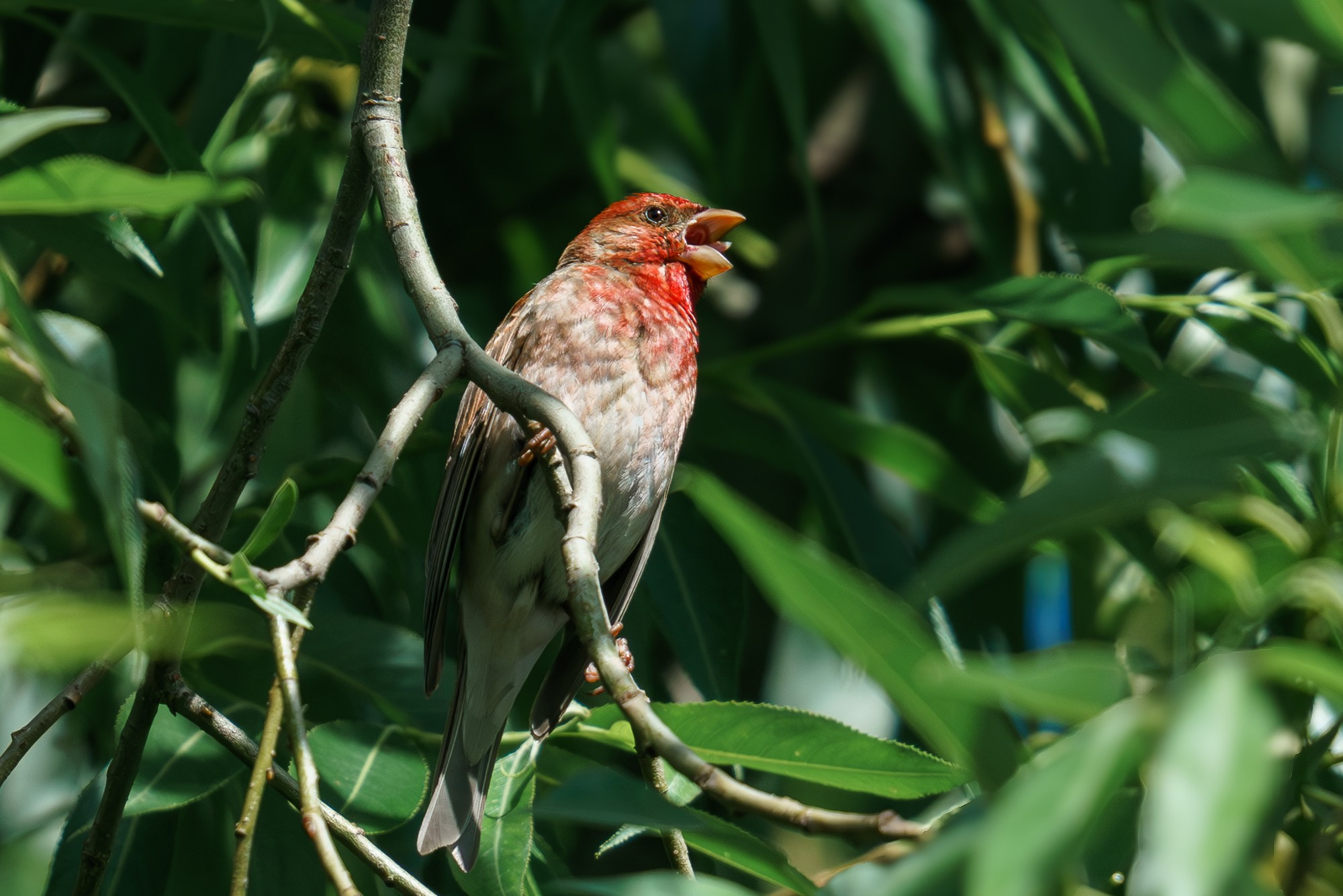 Удивительные мир птиц. Вокруг нас столько прекрасного — присмотритесь!. Ваш личный фотограф Марина Волкова
