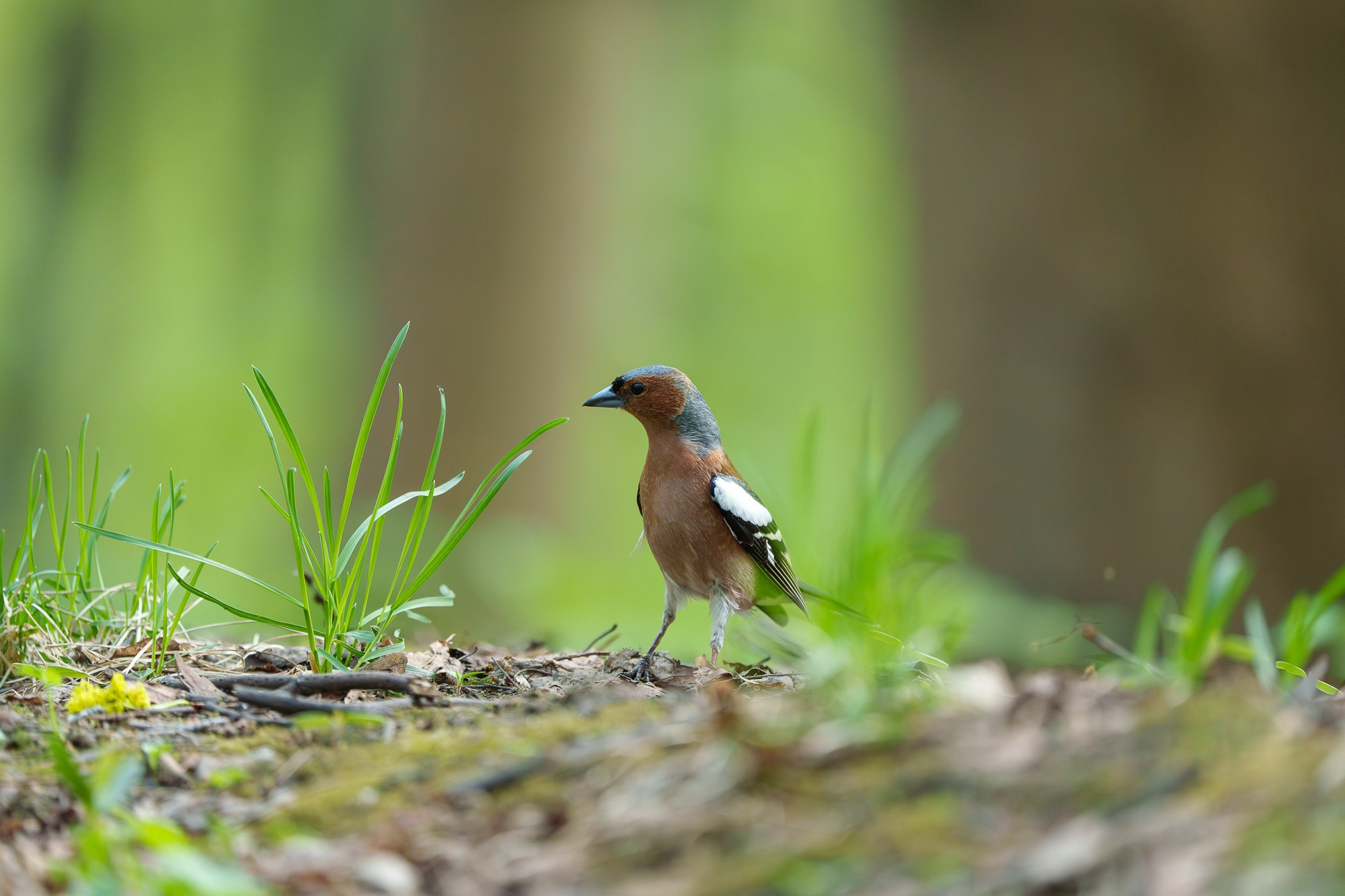 Удивительные мир птиц. Вокруг нас столько прекрасного — присмотритесь!. Ваш личный фотограф Марина Волкова