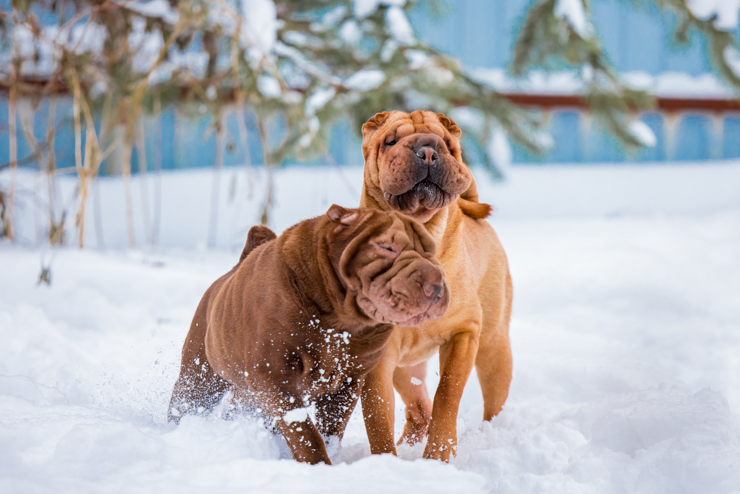 В гостях у шарпеев 16.01.2024. Фотограф-анималист Юлия Германика
