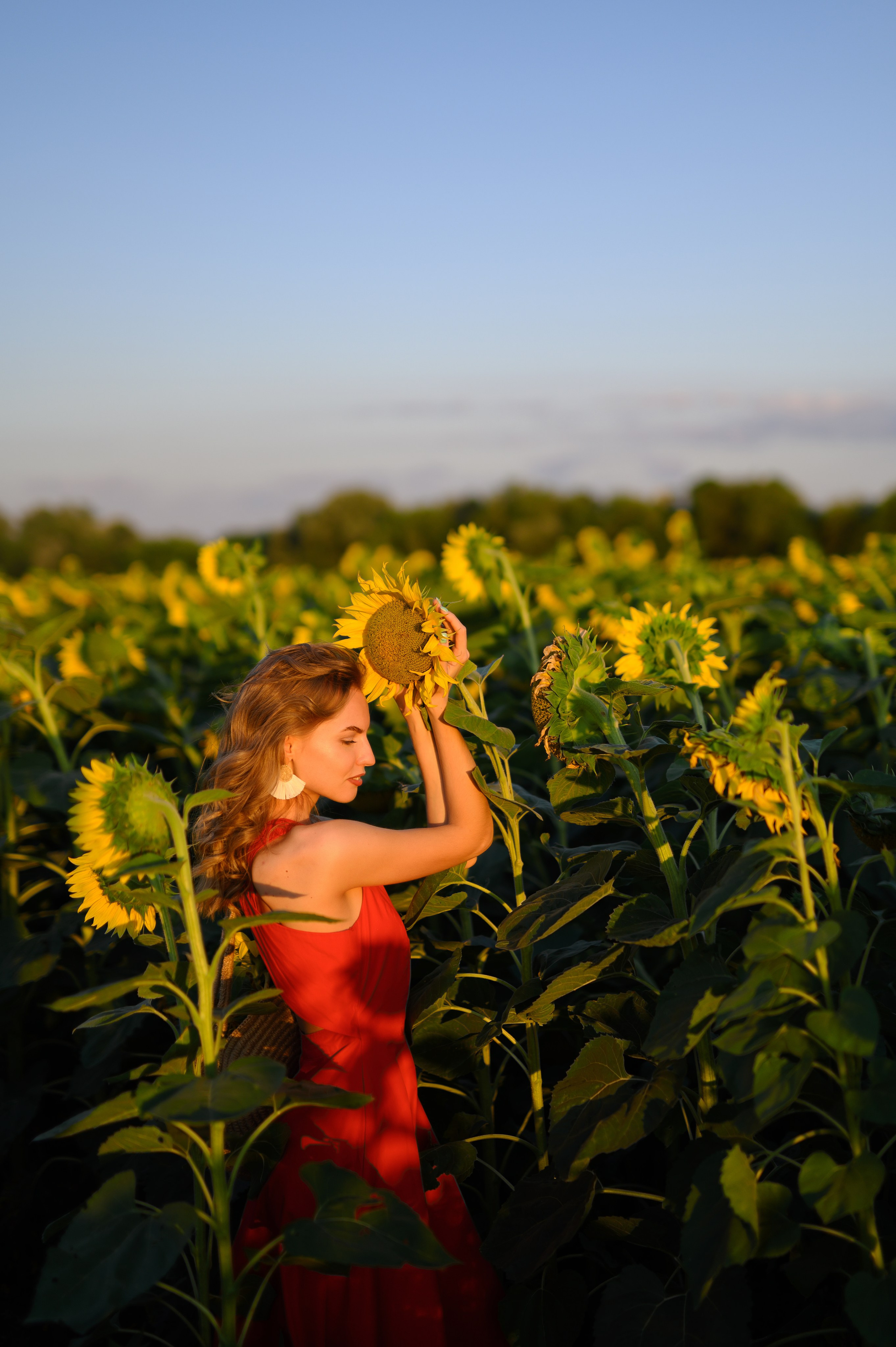 Анна | съемка в подсолнухах. Фотограф в Краснодаре Скубицкая Альбина