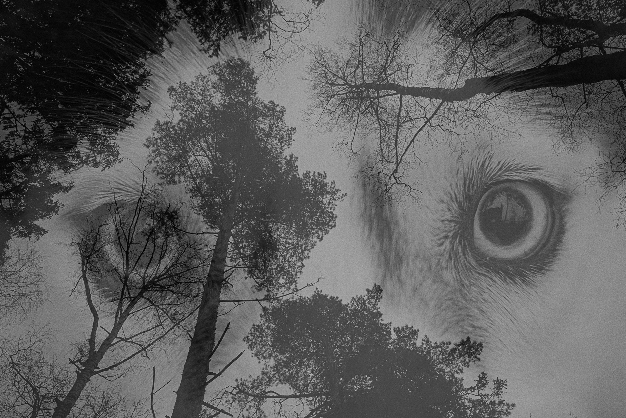 Наташа и Сириус. Фотограф анималист в Москве и Санкт-Петербурге Свиридова Анна