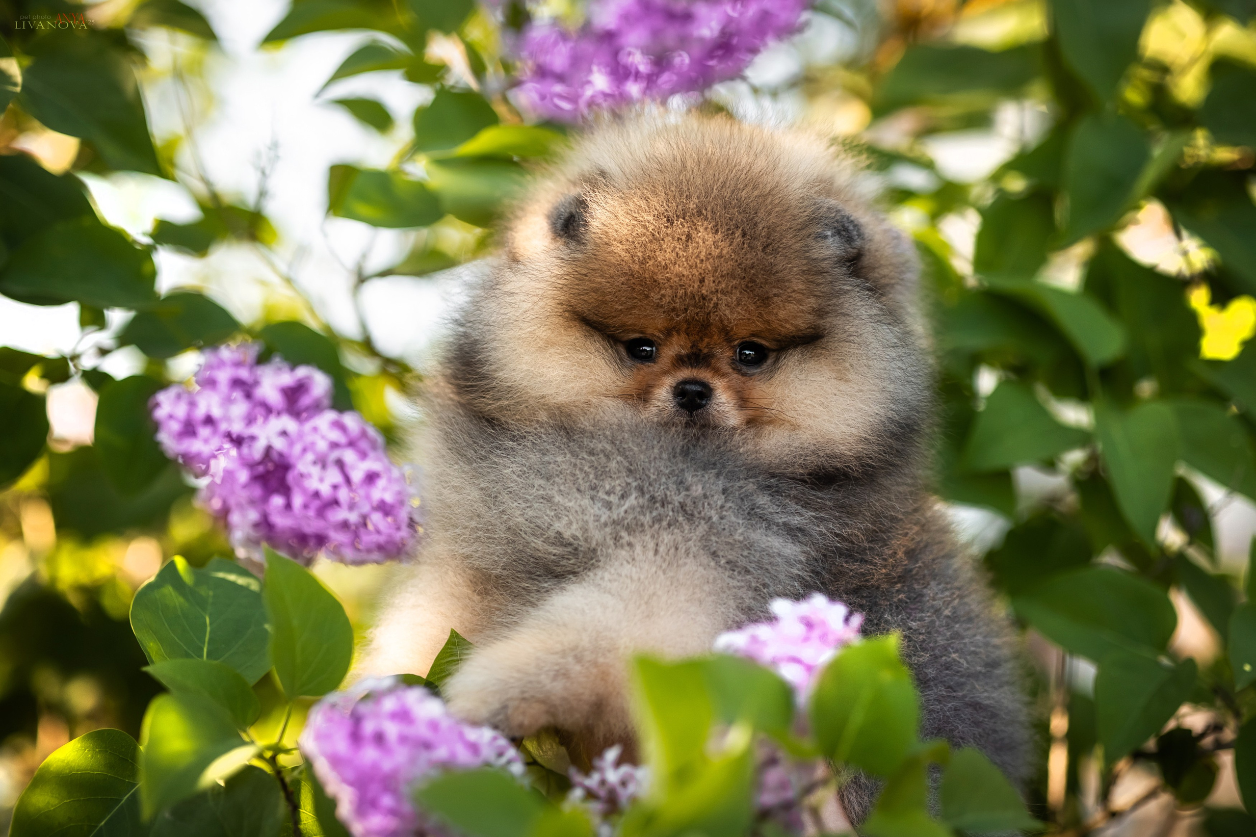 Шпичики. Фотограф анималист Аня Ливанова | Рыбинск