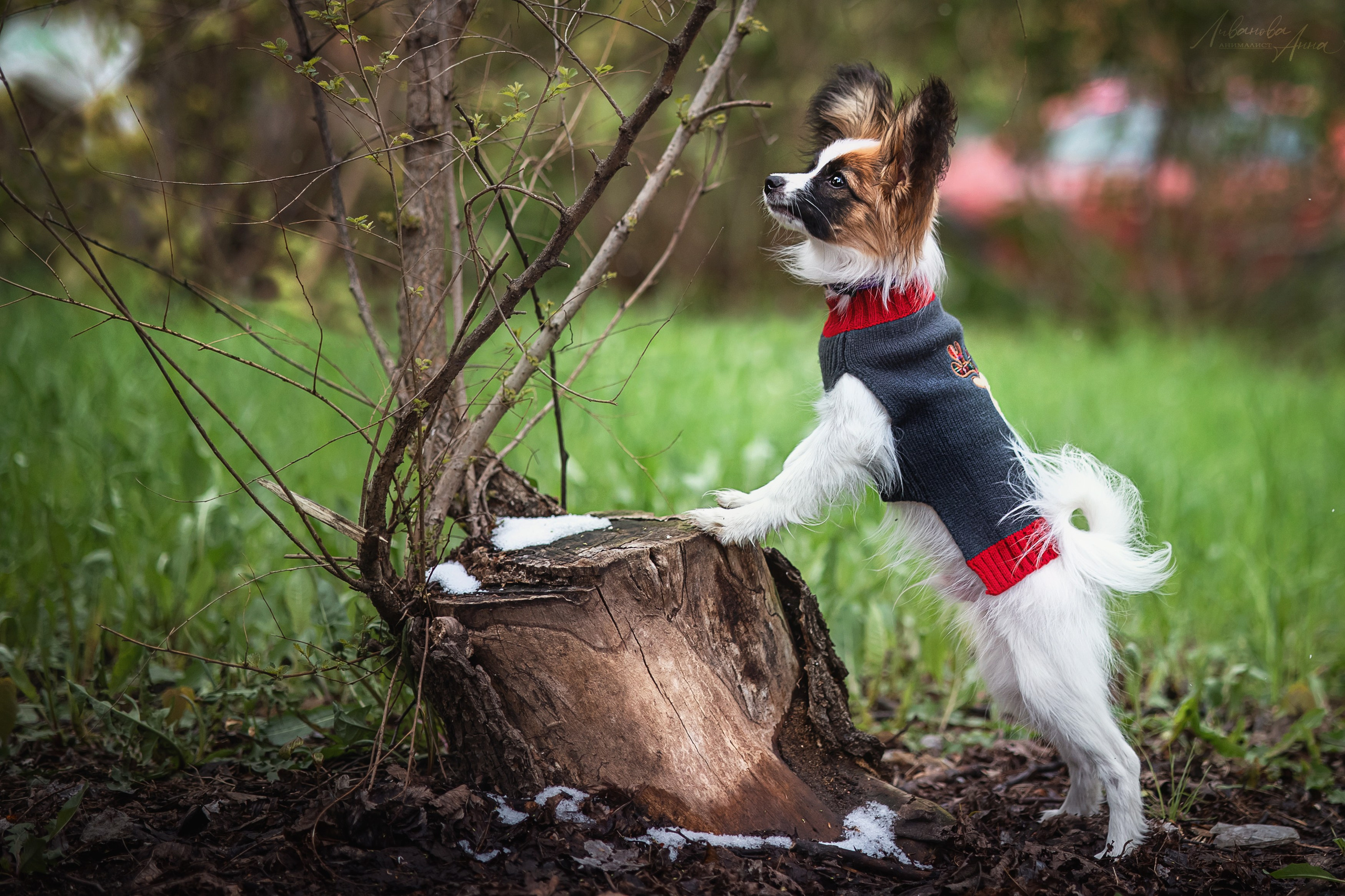 Хьюстон. Фотограф анималист Аня Ливанова | Рыбинск