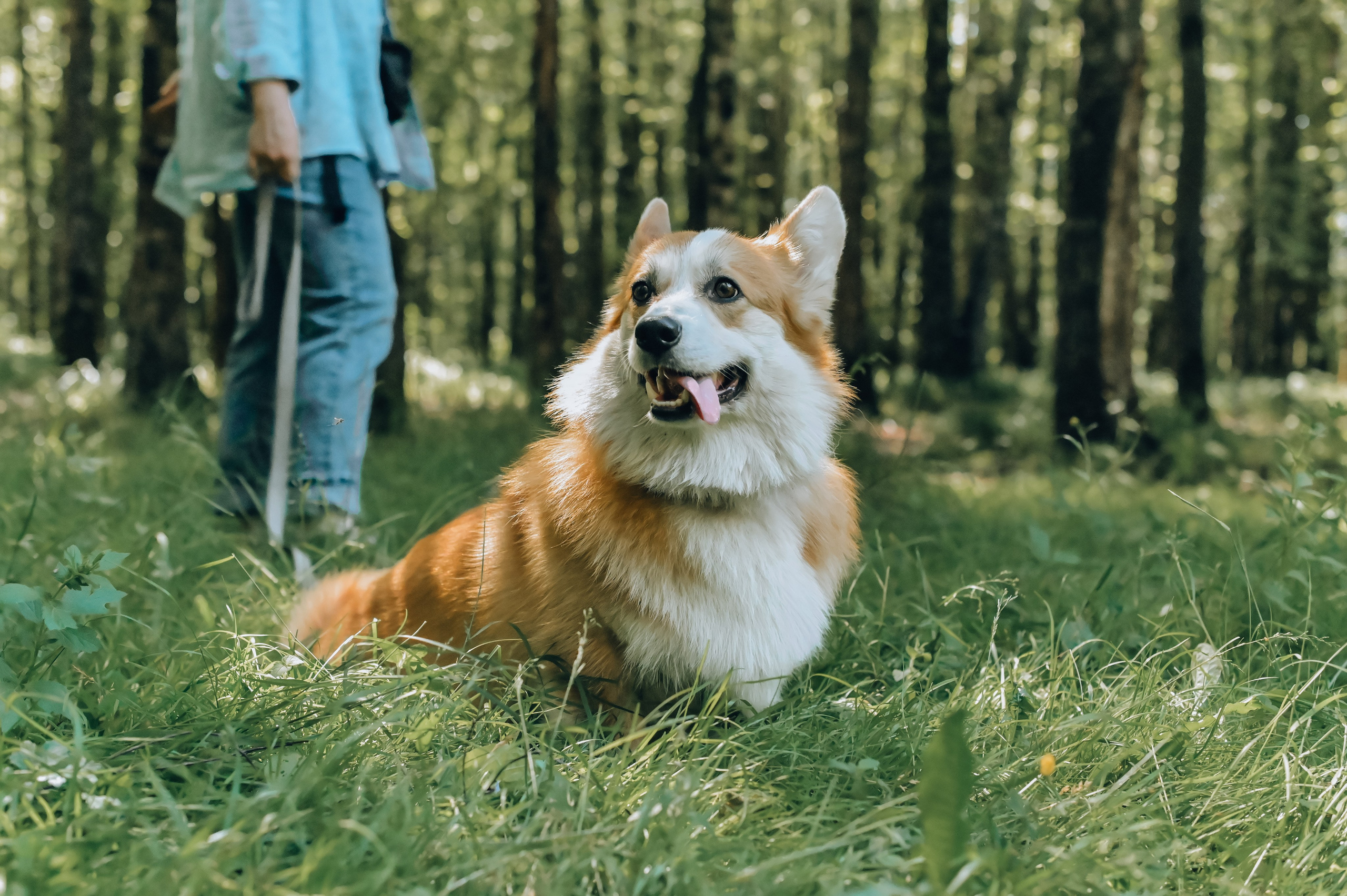 Кинологические соревнования. Семейный и репортажный фотограф в Москве Анастасия Трубкина