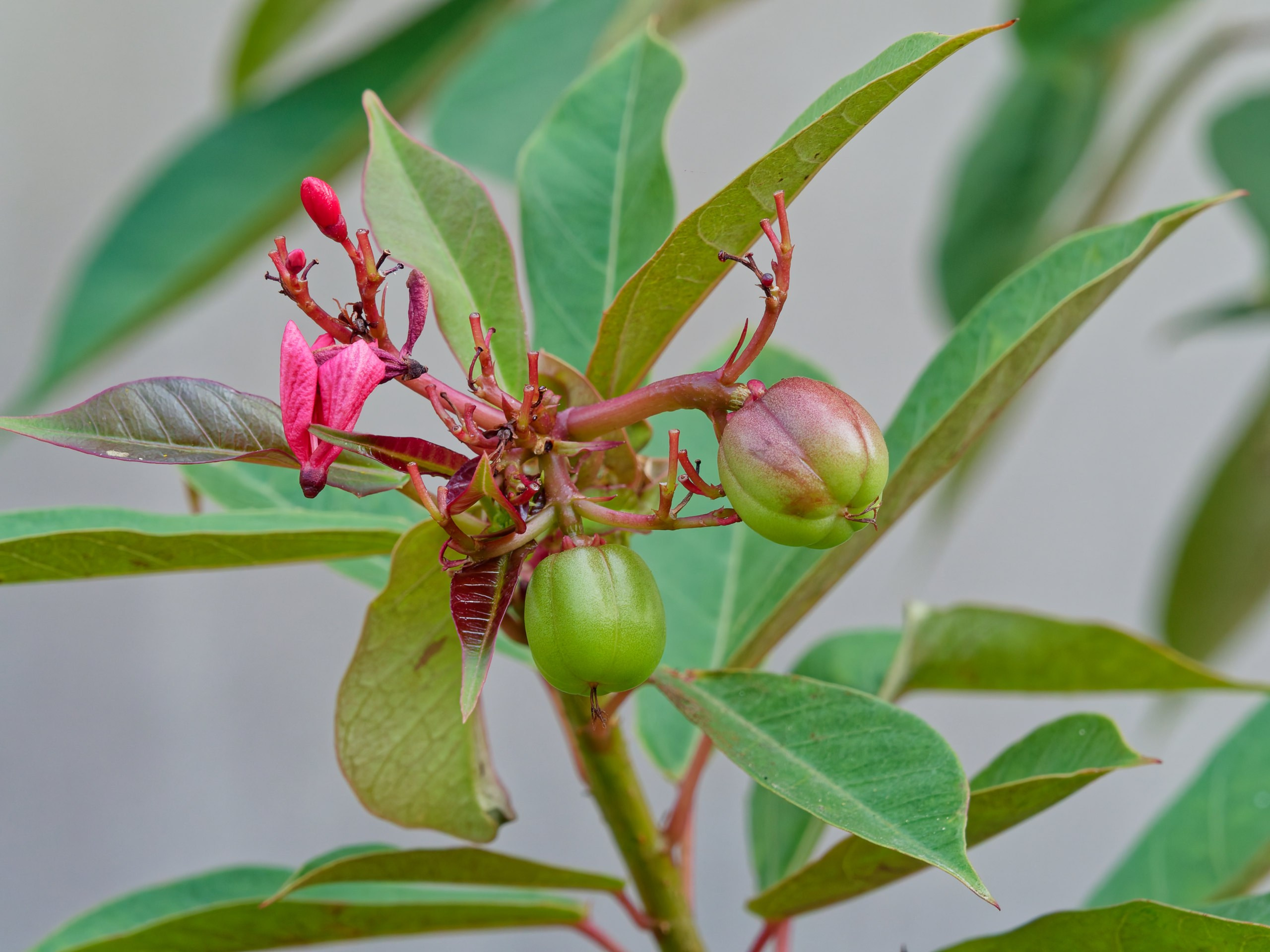 Хайнань 2026, флора, цветы и деревья. Фотопрогулки по Миру