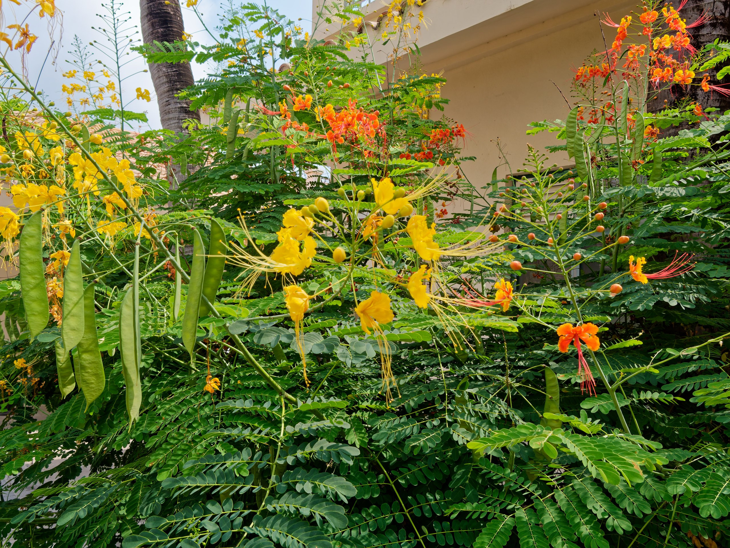 Хайнань 2026, флора, цветы и деревья. Фотопрогулки по Миру