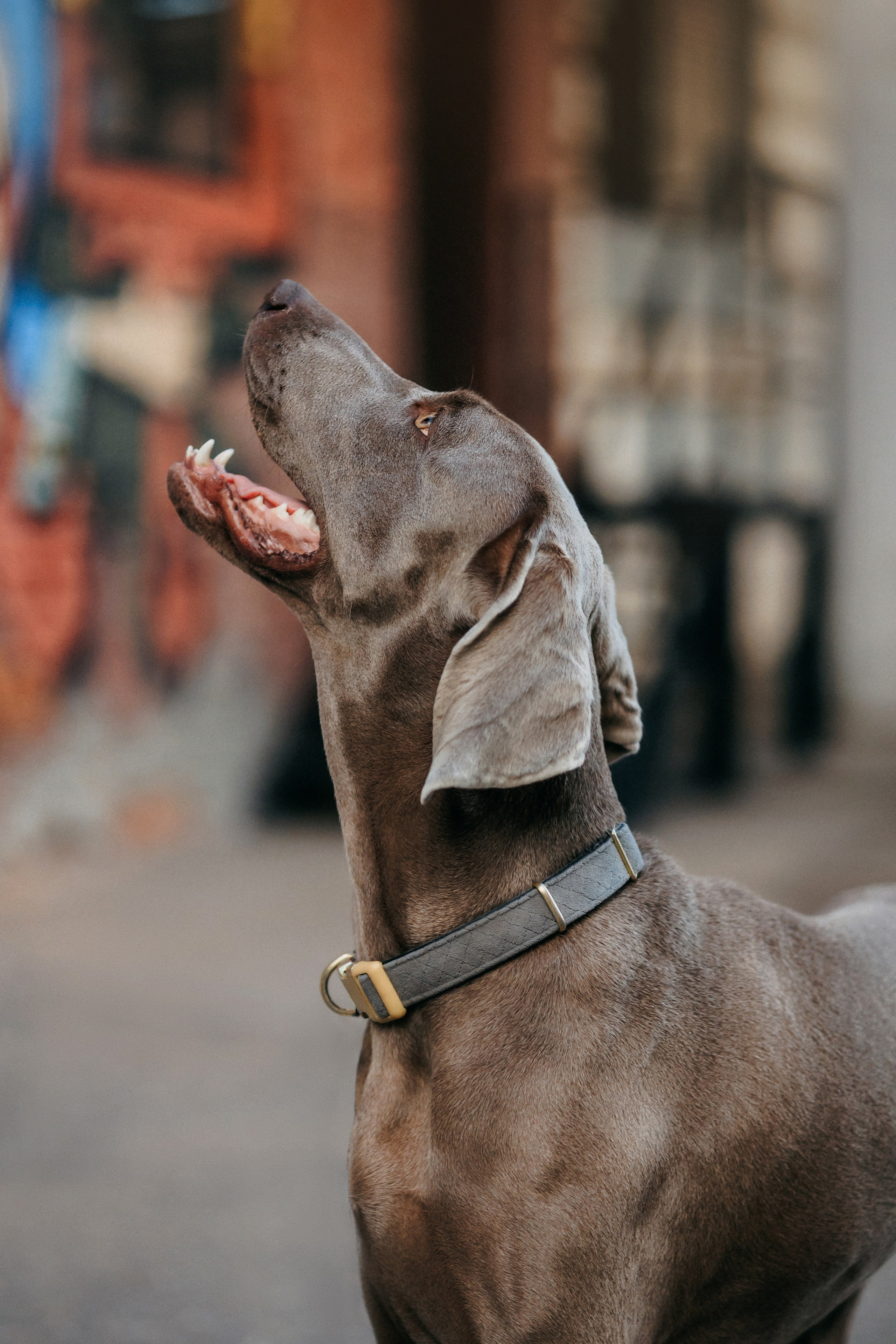 Соня и Майли. Фотограф-анималист Елена Радченко, Москва