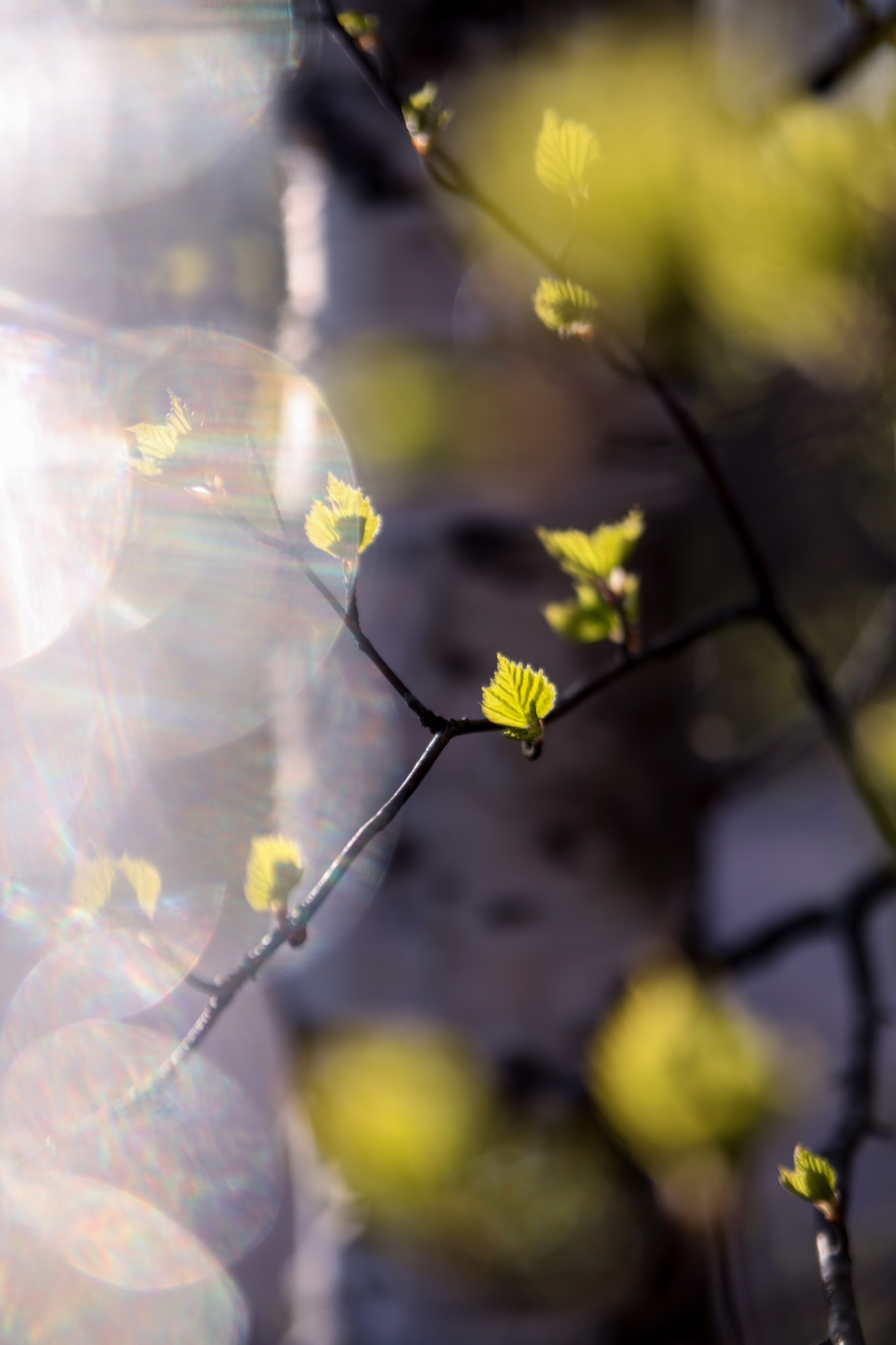 Весна. Катя Цвет