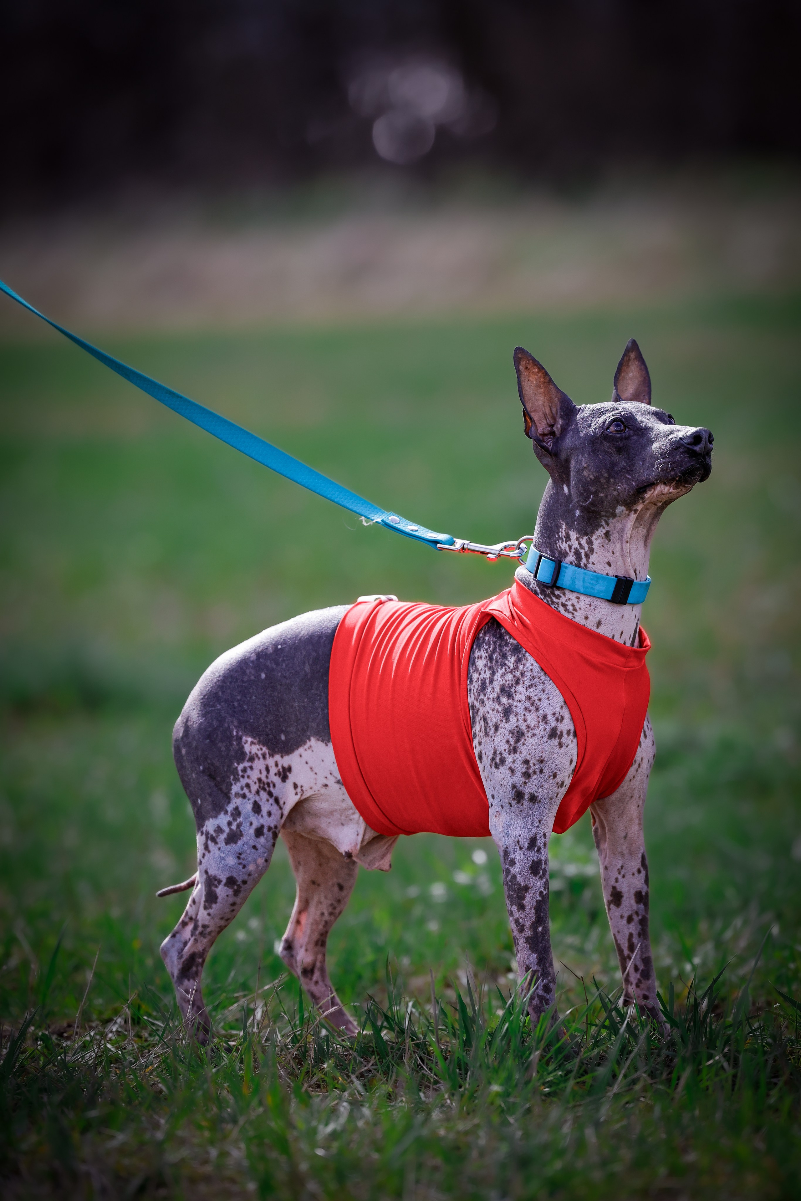 Собаки. Антонина Савельева Фотограф Ставрополь