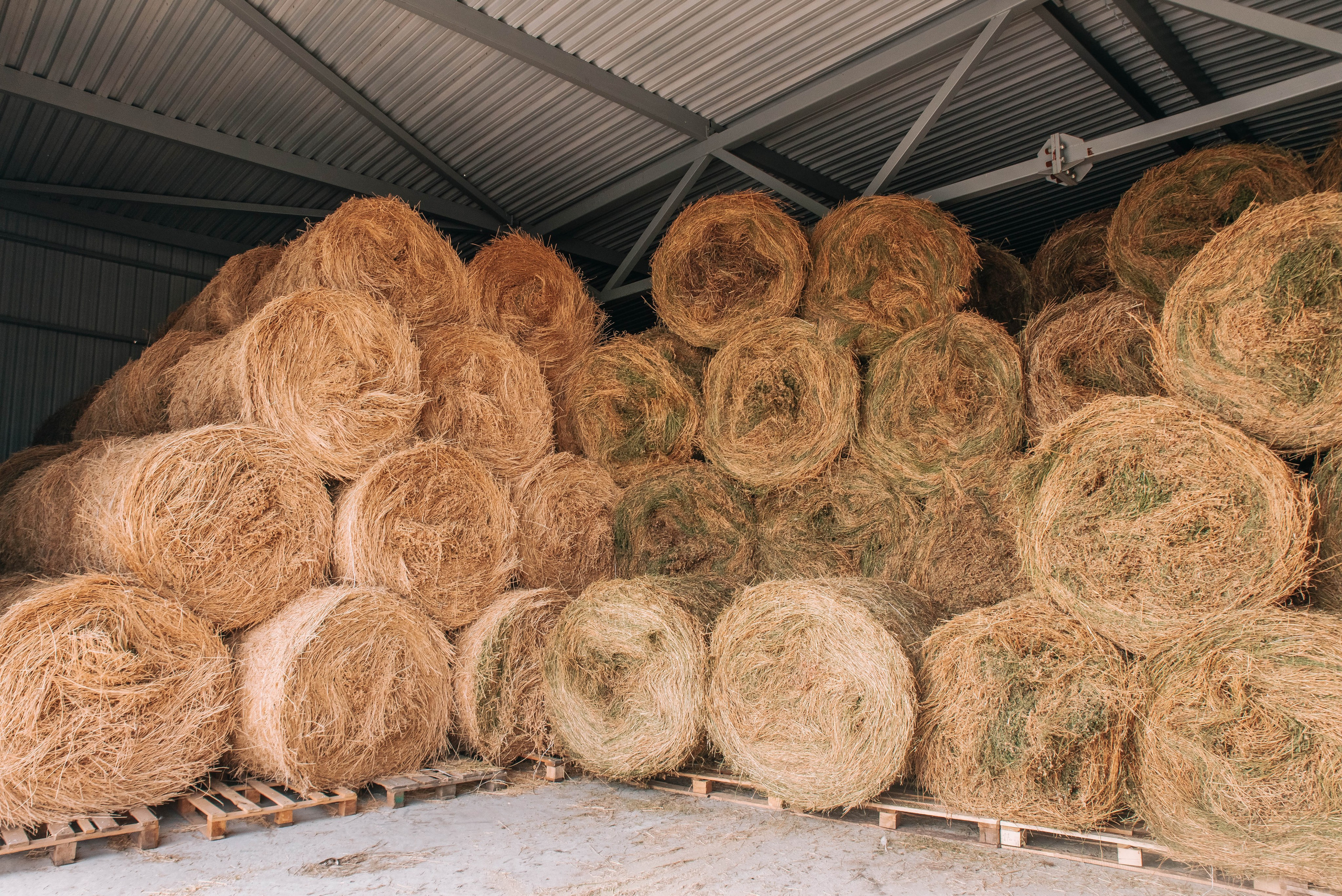 Овечья Ферма. Агрокурьер Красный Яр. Главная