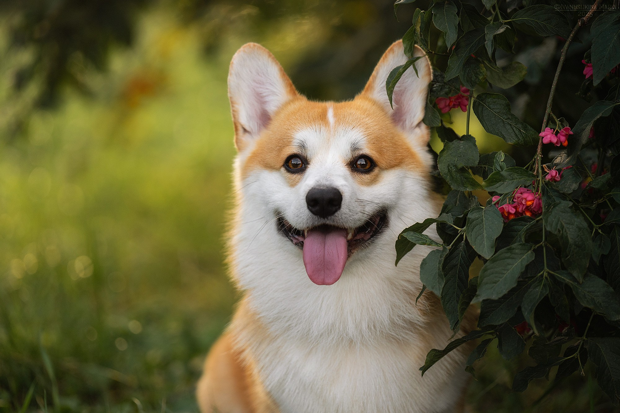 Фотограф-анималист. Фотограф собак в Москве и Московской области Иванушкина Мария