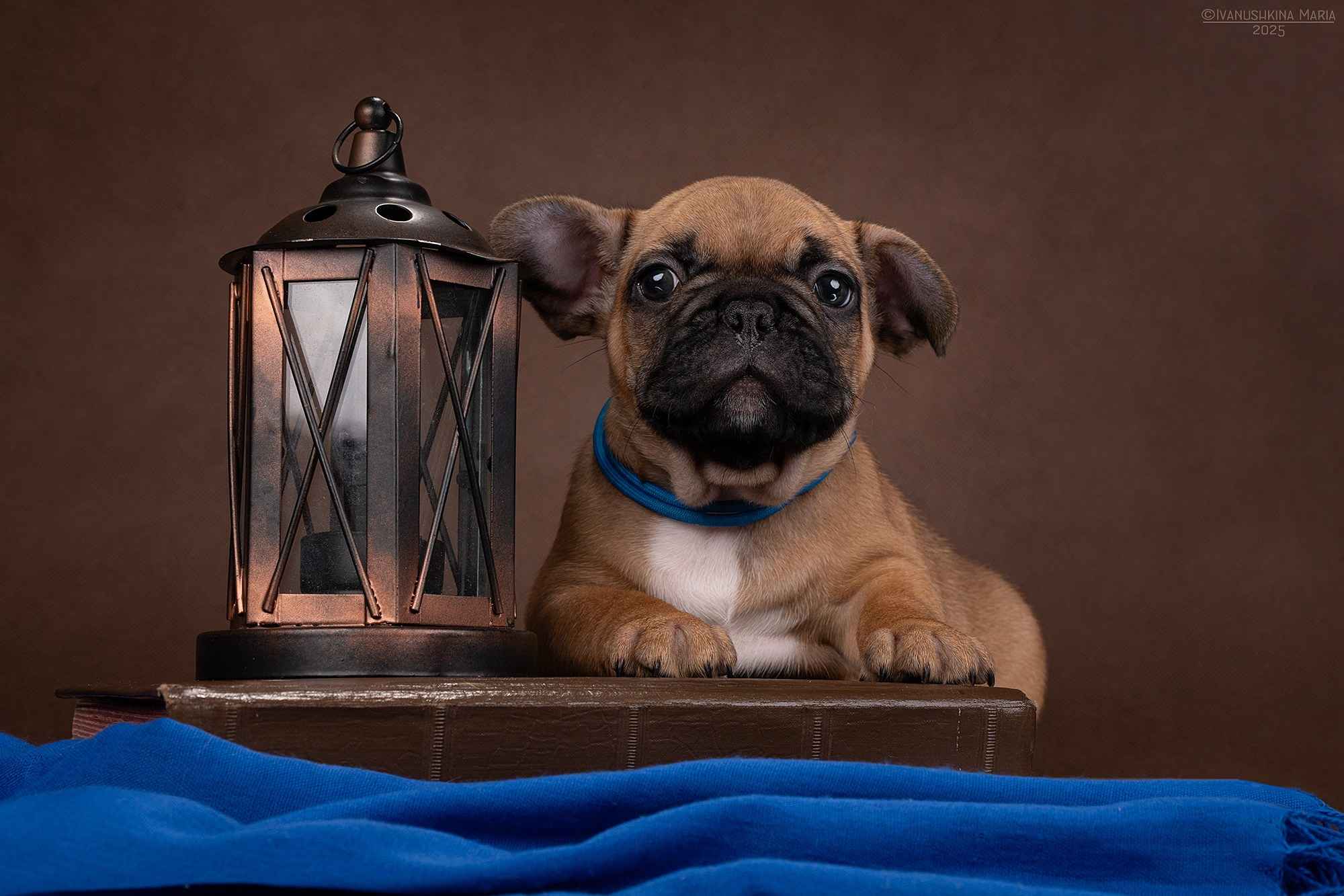 Фотосессия щенков на фонах. Фотограф собак в Москве и Московской области Иванушкина Мария