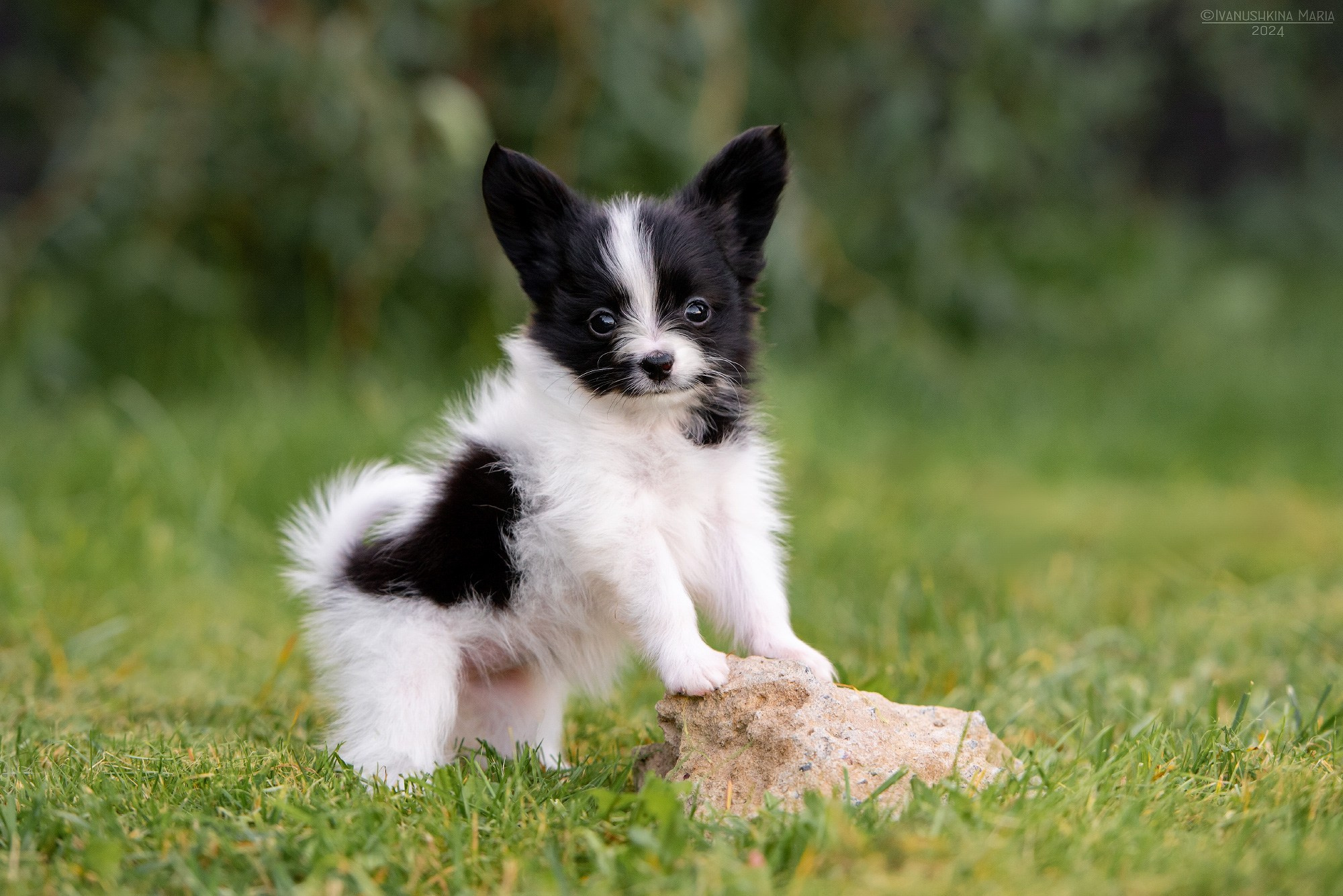 Фотосессия щенков на продажу. Фотограф собак в Москве и Московской области Иванушкина Мария