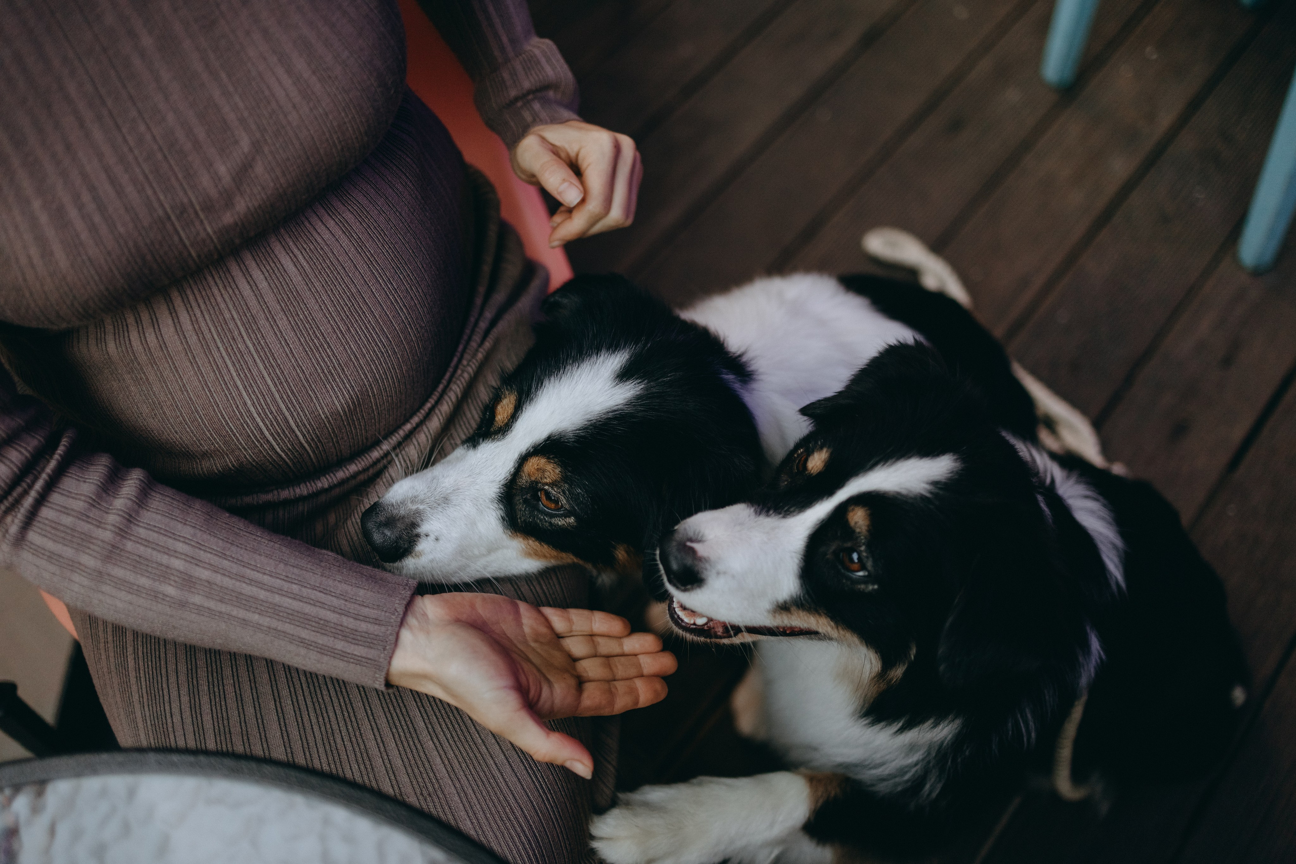 Катя и ее девочки. Фотограф — Анималист | Санкт-Петербург