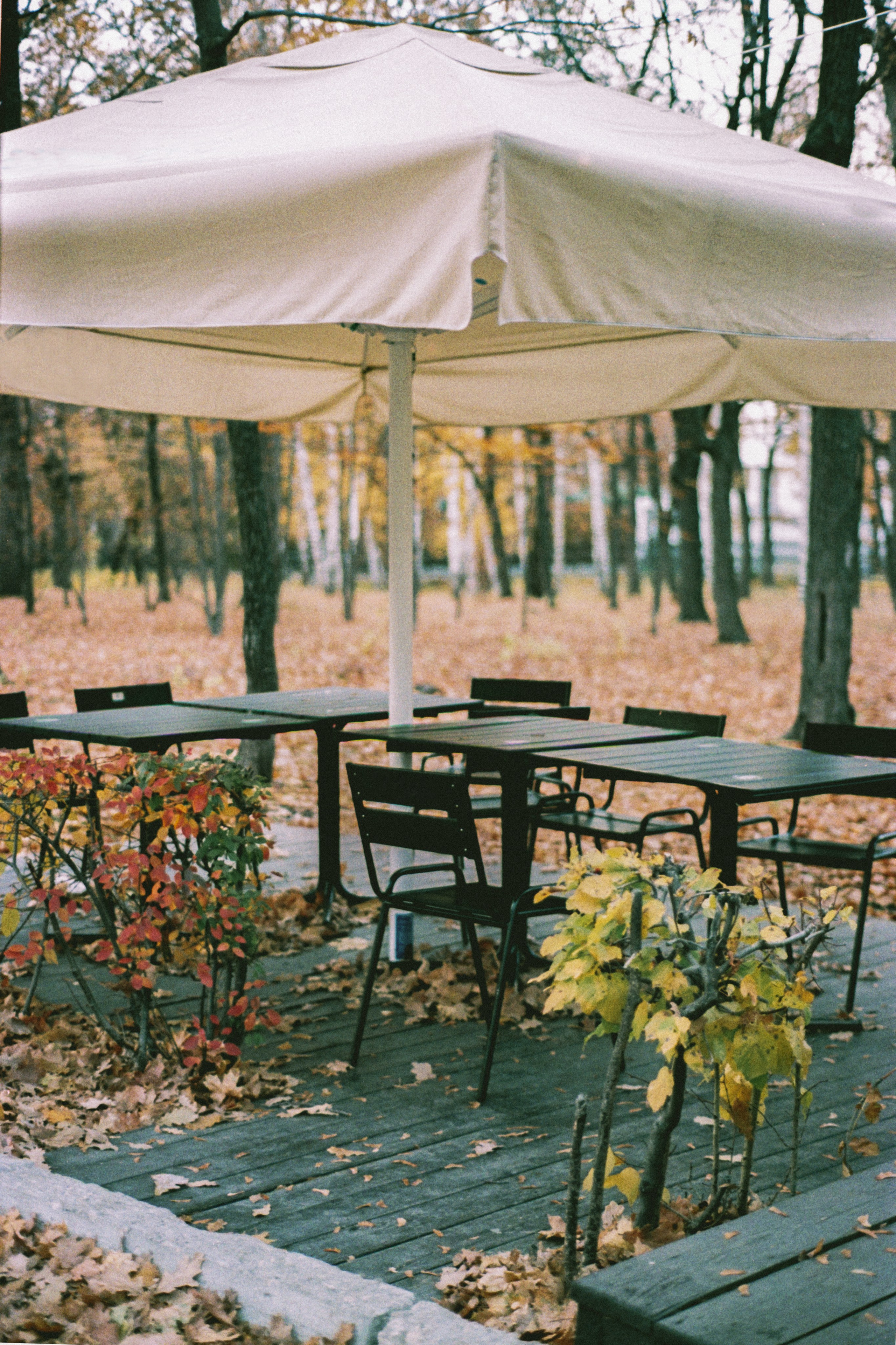 Пленочная история. Дмитрий Пропадалин, Нейрофотография