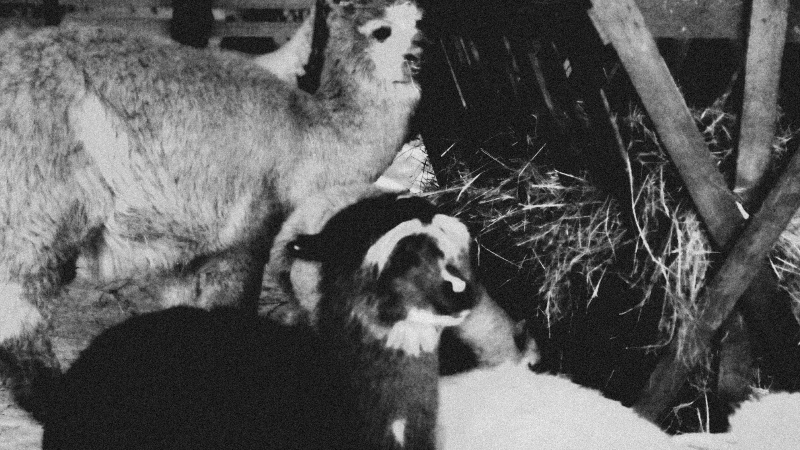 Alpaca park. Фотограф/дизайнер в Екатеринбурге Хитрый Дмитрий