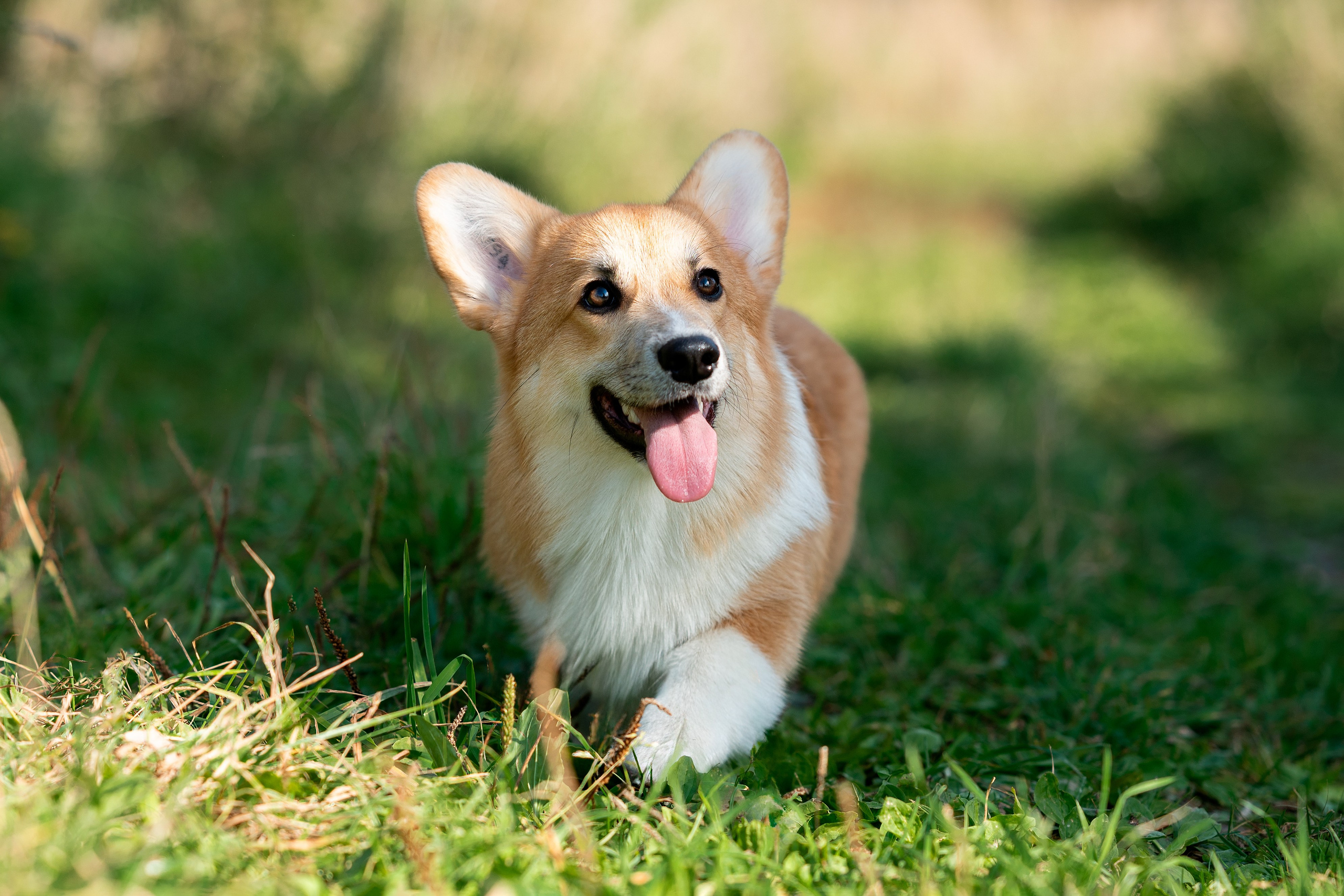 Заводчик Ольга Кушкина. Творческий фотограф Вологда