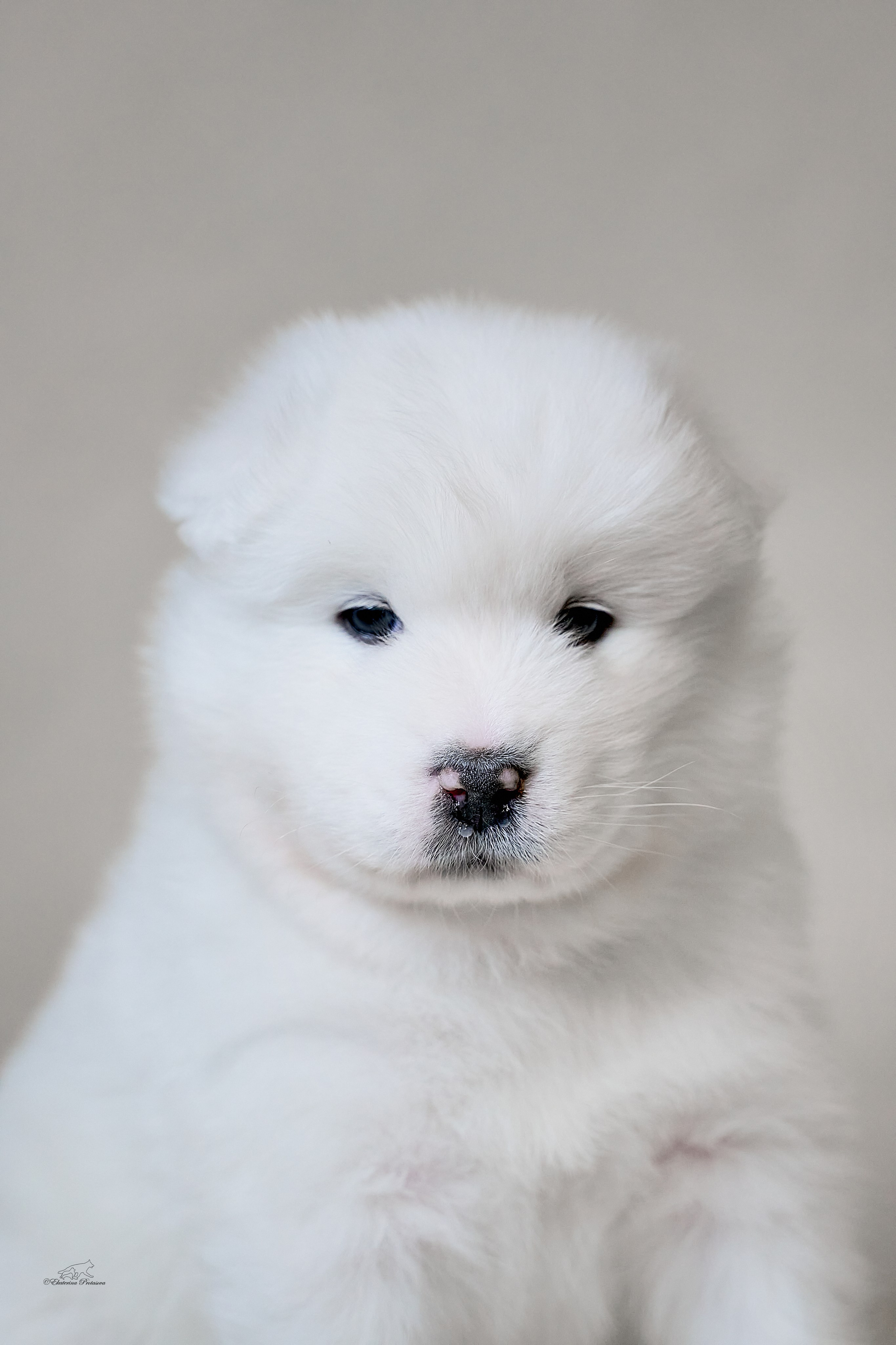 Самоедики. Фотограф-анималист в Иркутске