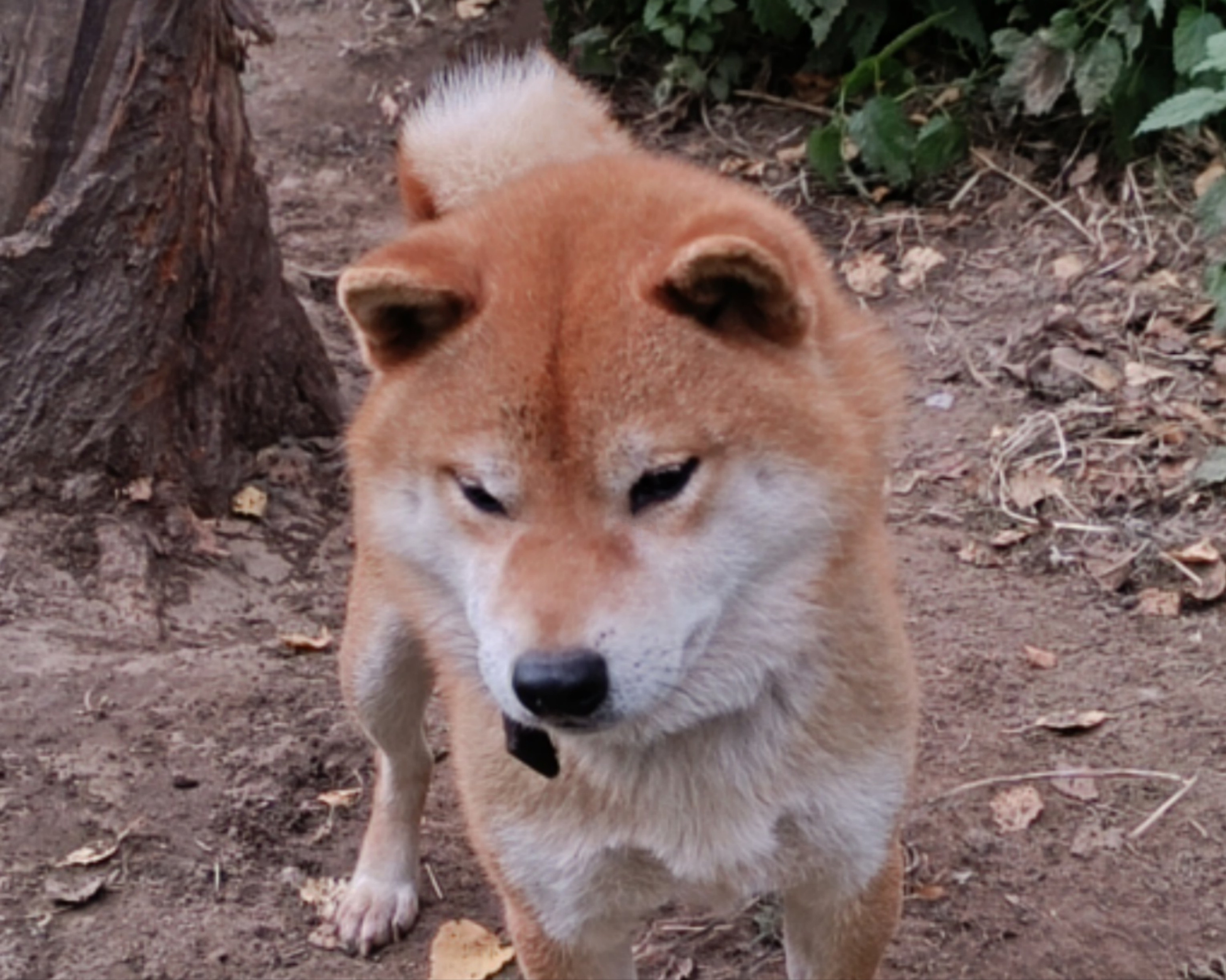 Кобель для вязки сиба Санкт-Петербург питомник Рубилайт Rubylight Тор * Exceligmos Victor сиба щенки