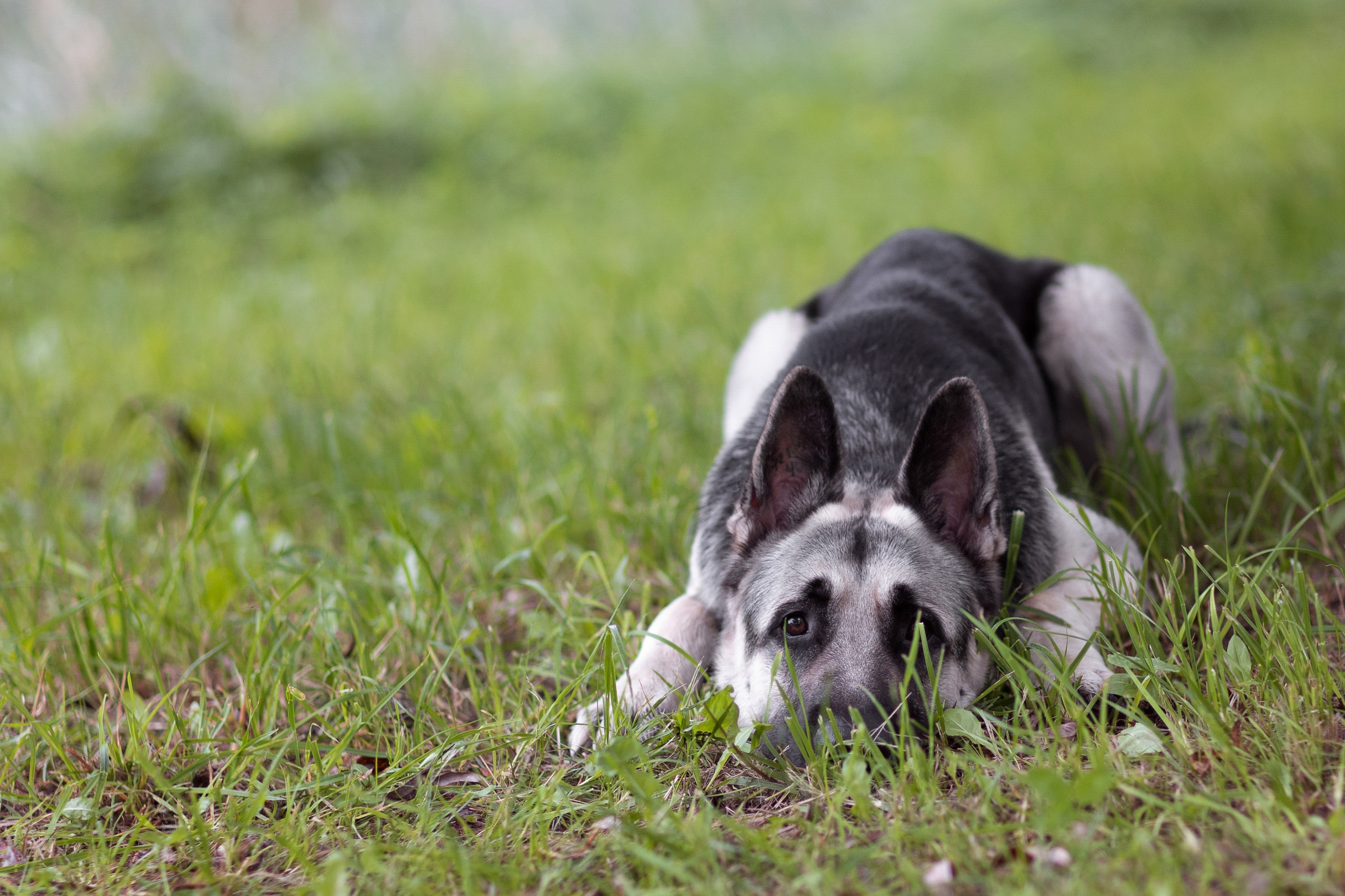 Оксана И Норд. Фотограф — Анималист Наталья Тямушева