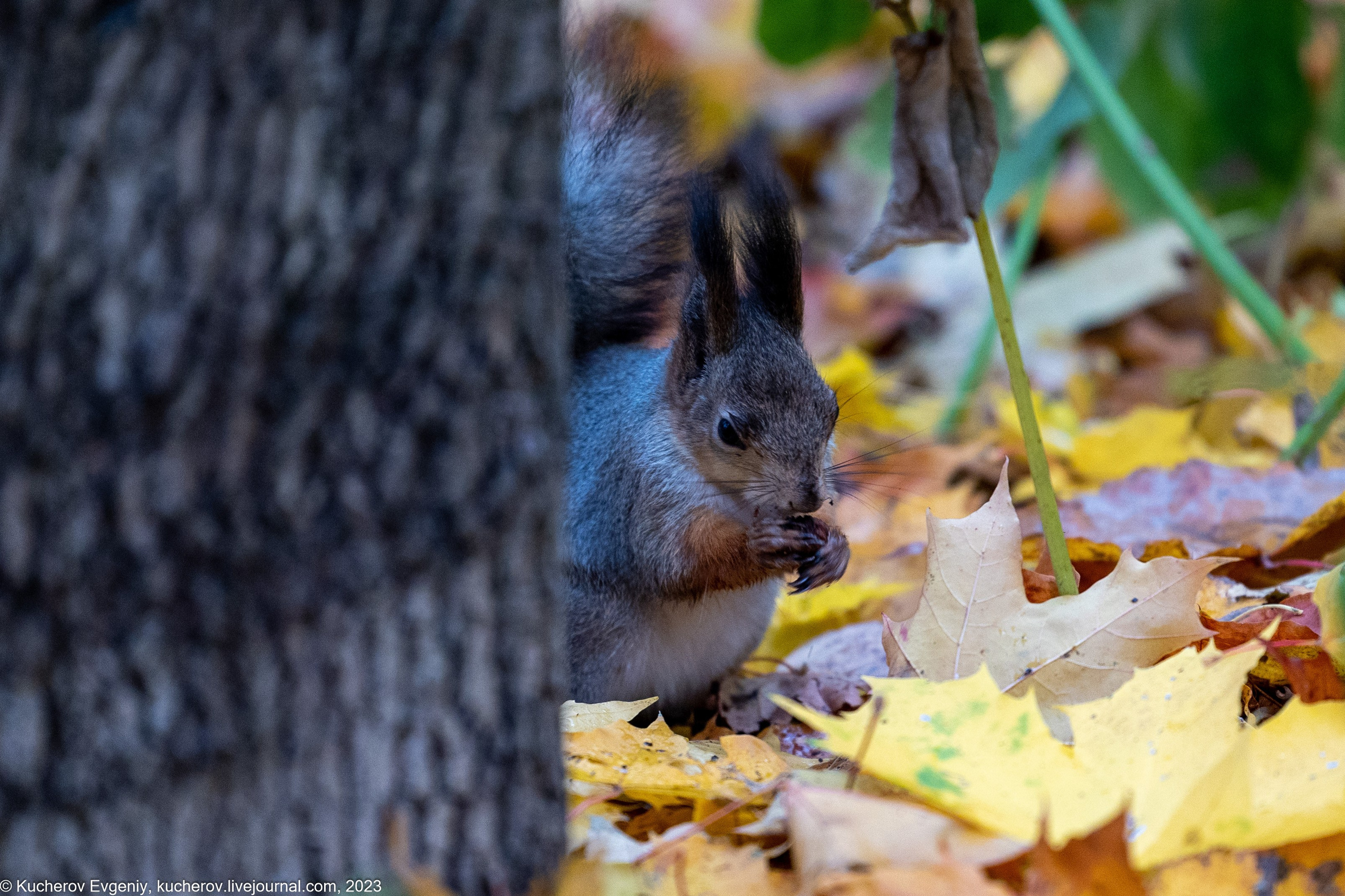 Белки. Царицыно. Кучеров Евгений. Фотограф