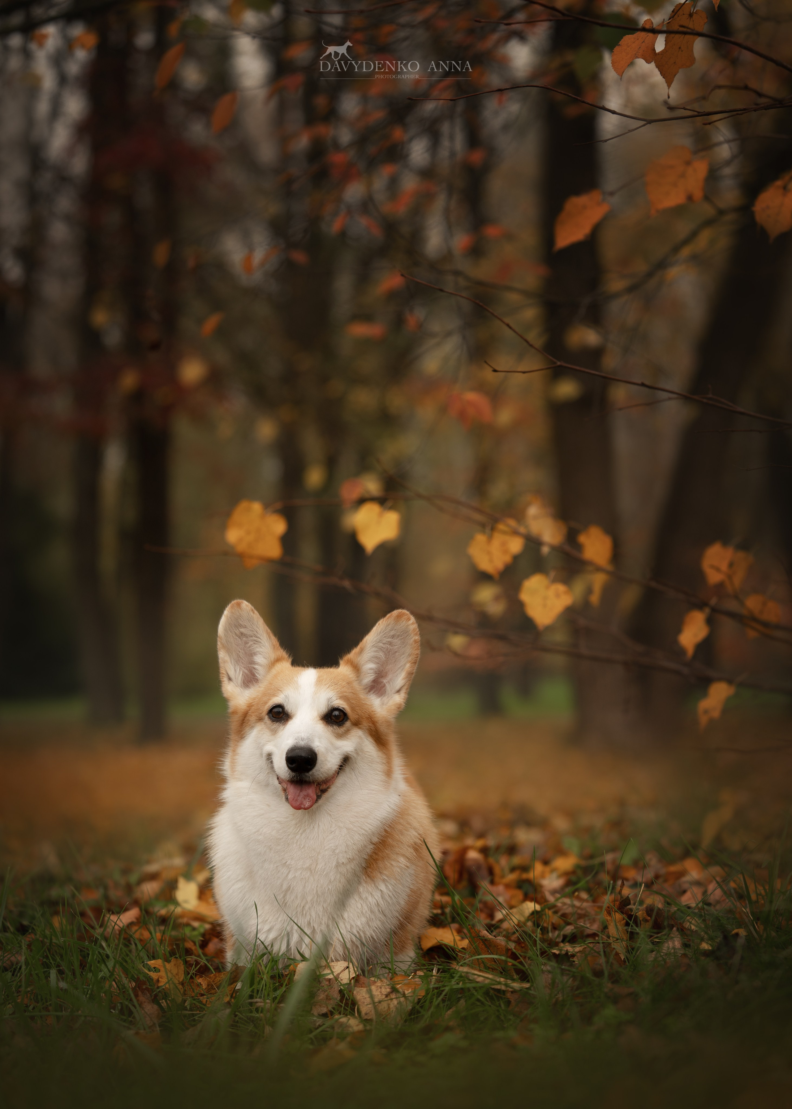 фотограф анималист краснодар