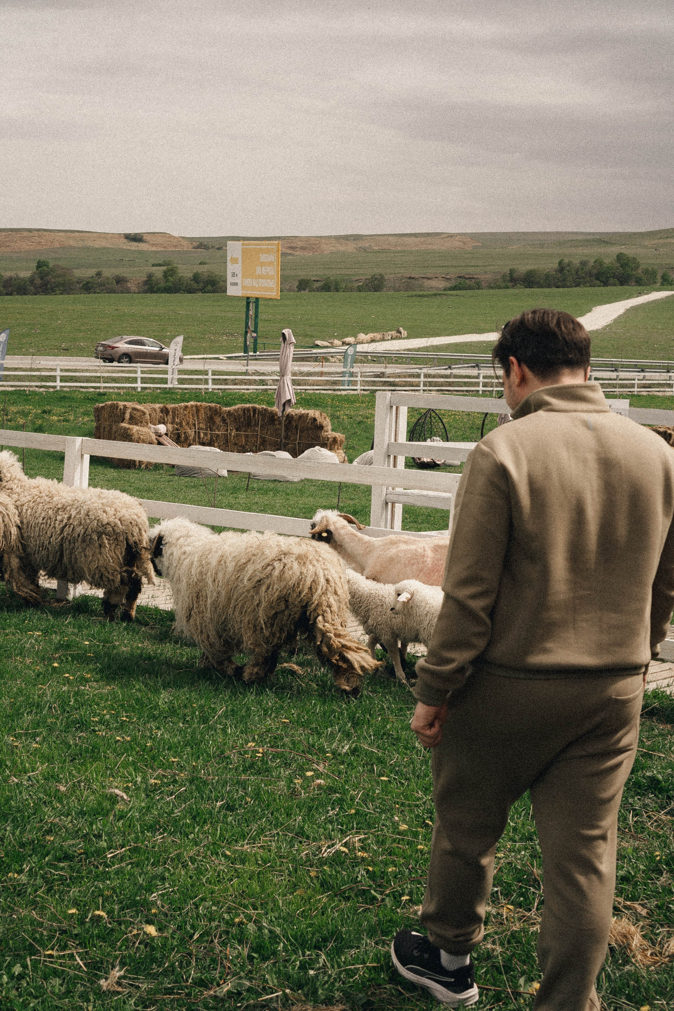 Ферма Альпак. Профессиональный фотограф, Санкт-Петербург — Виктория Богомолова