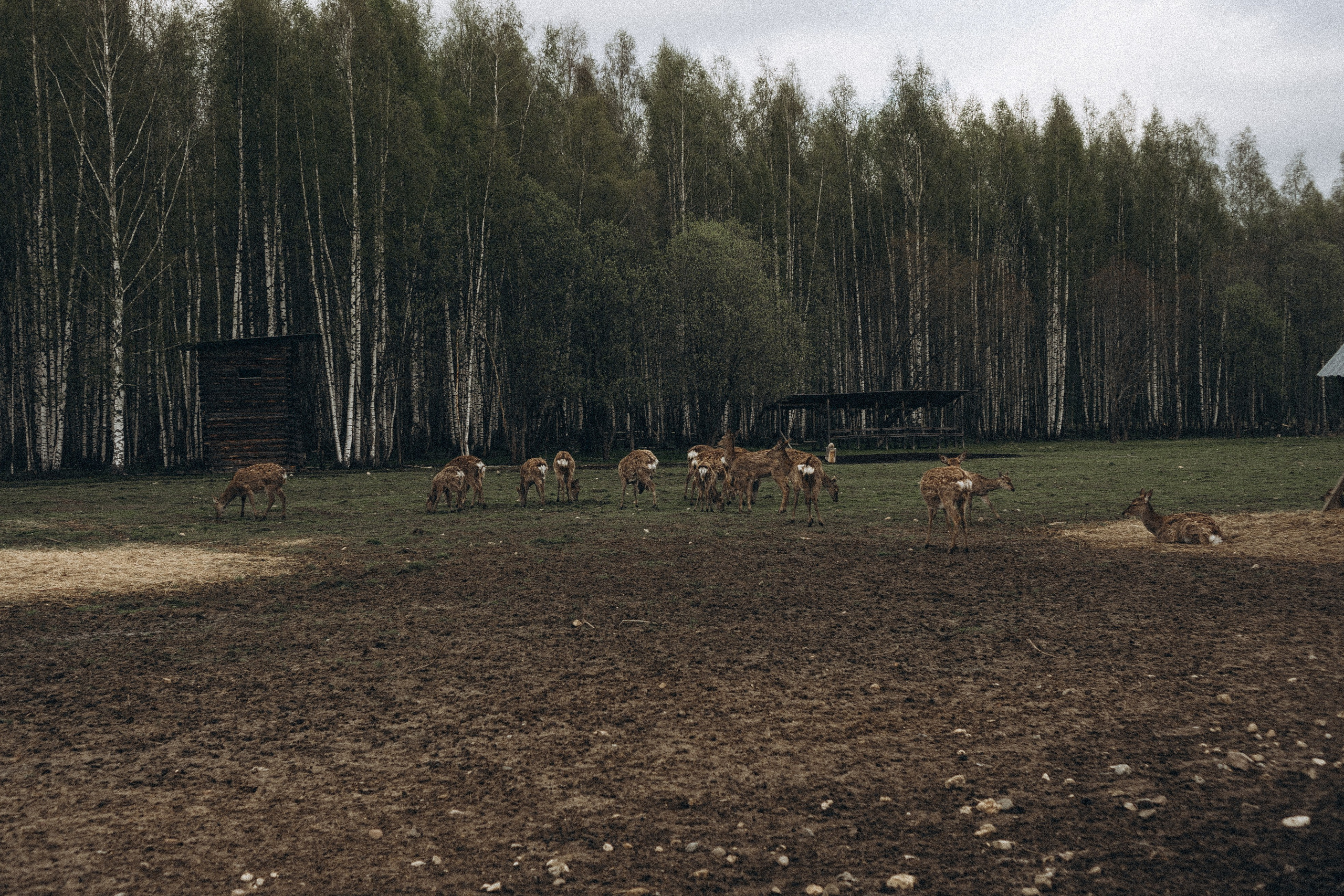 ОЛЕНЬЯ ФЕРМА В ТВЕРИ. Профессиональный фотограф, Санкт-Петербург — Виктория Богомолова