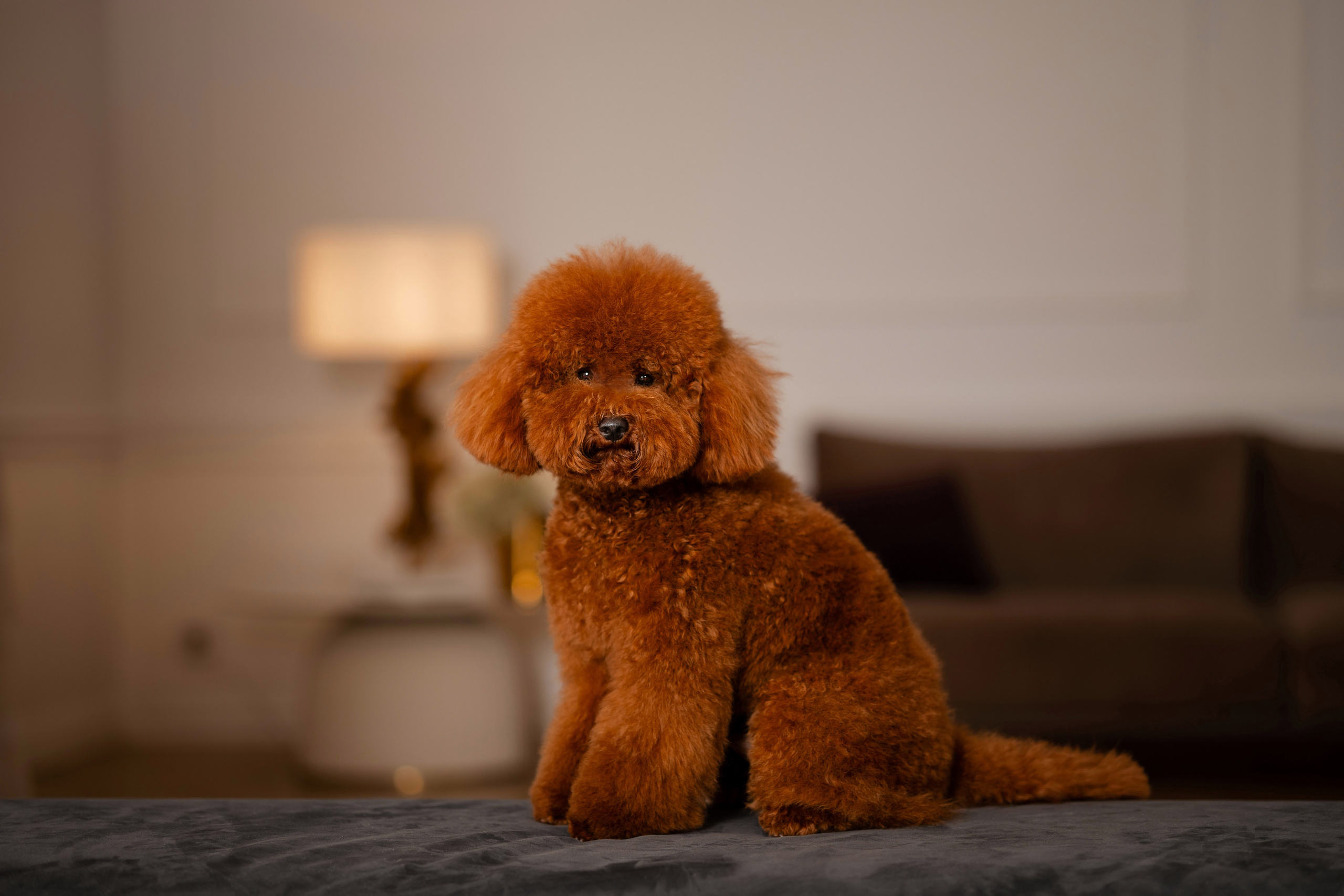 Фотосессия собаки в фотостудии. Фотограф-анималист в Краснодаре Маша Мельникова