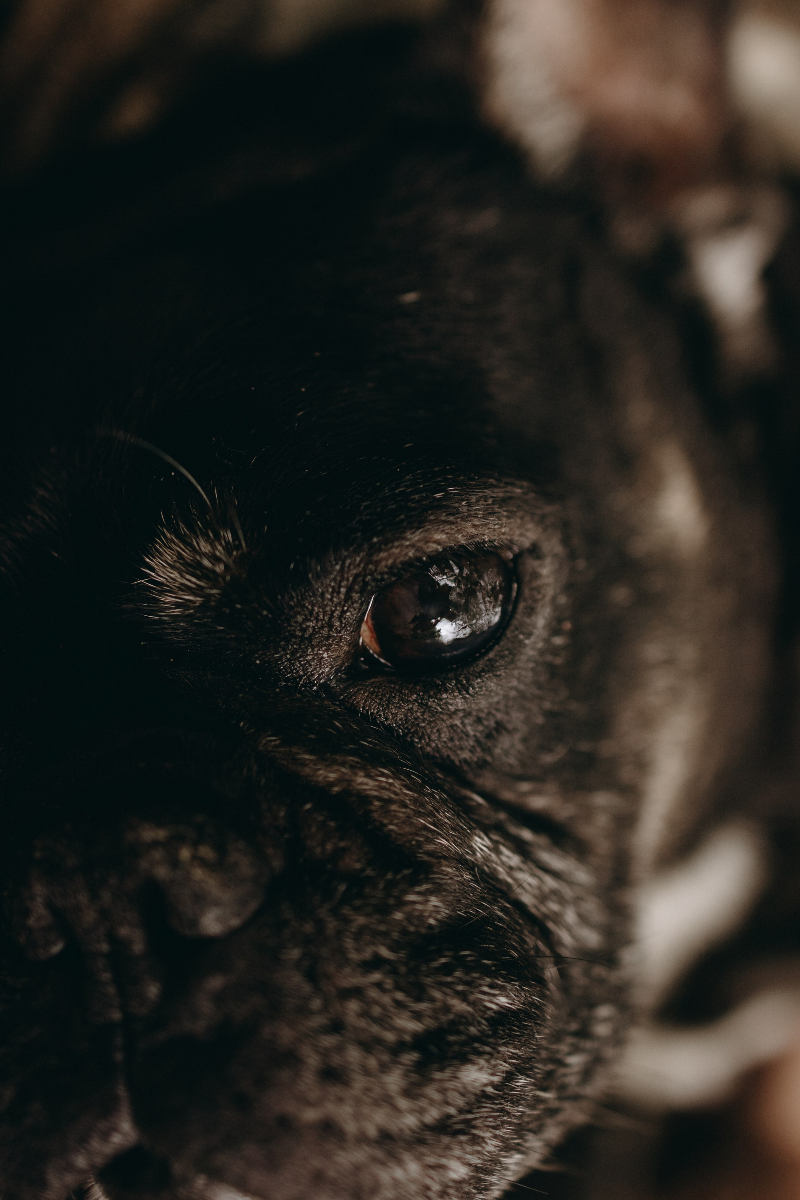 Софа и ее хвостики. Фотограф — Анималист | Санкт-Петербург