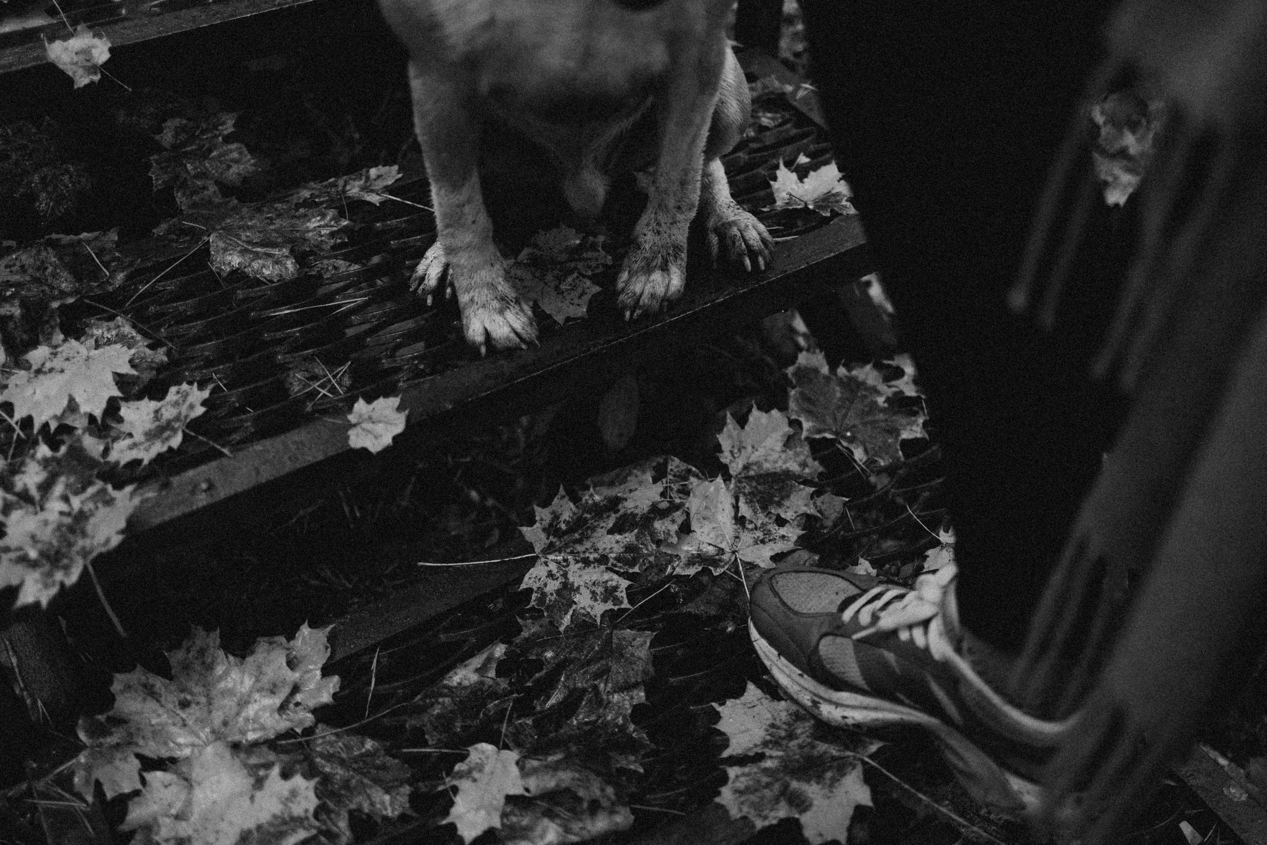 Лена и Тайгер. Фотограф — Анималист | Санкт-Петербург