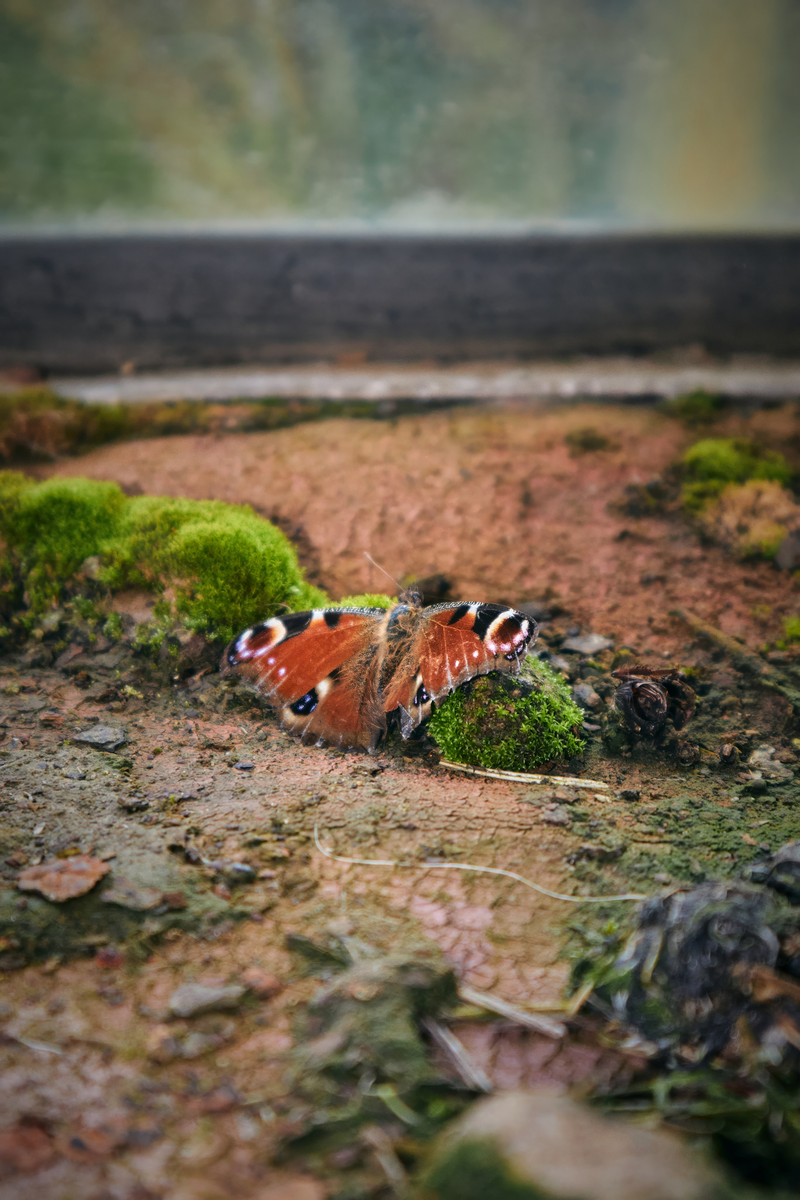 Лесной житель. Даша. Фотограф в Южно-Сахалинске Гусаков Евгений