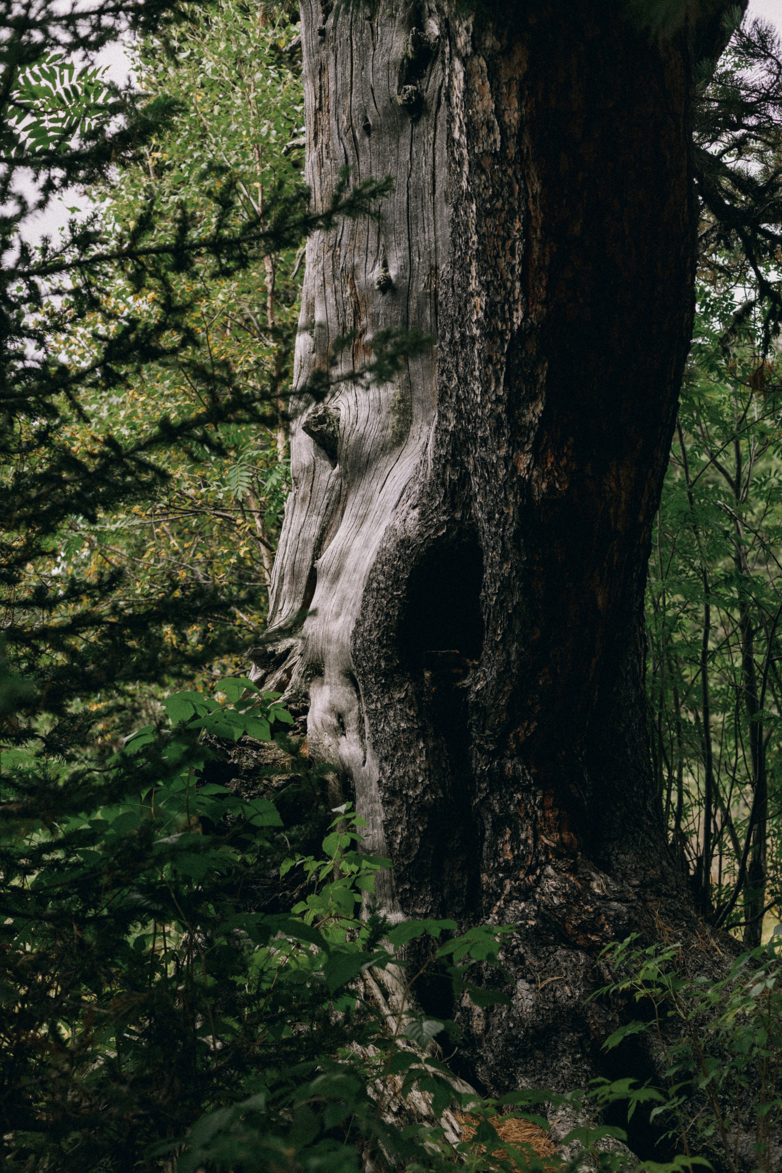 Алтай, природа и эстетика. Александр Чернин. Семейный и событийный фотограф