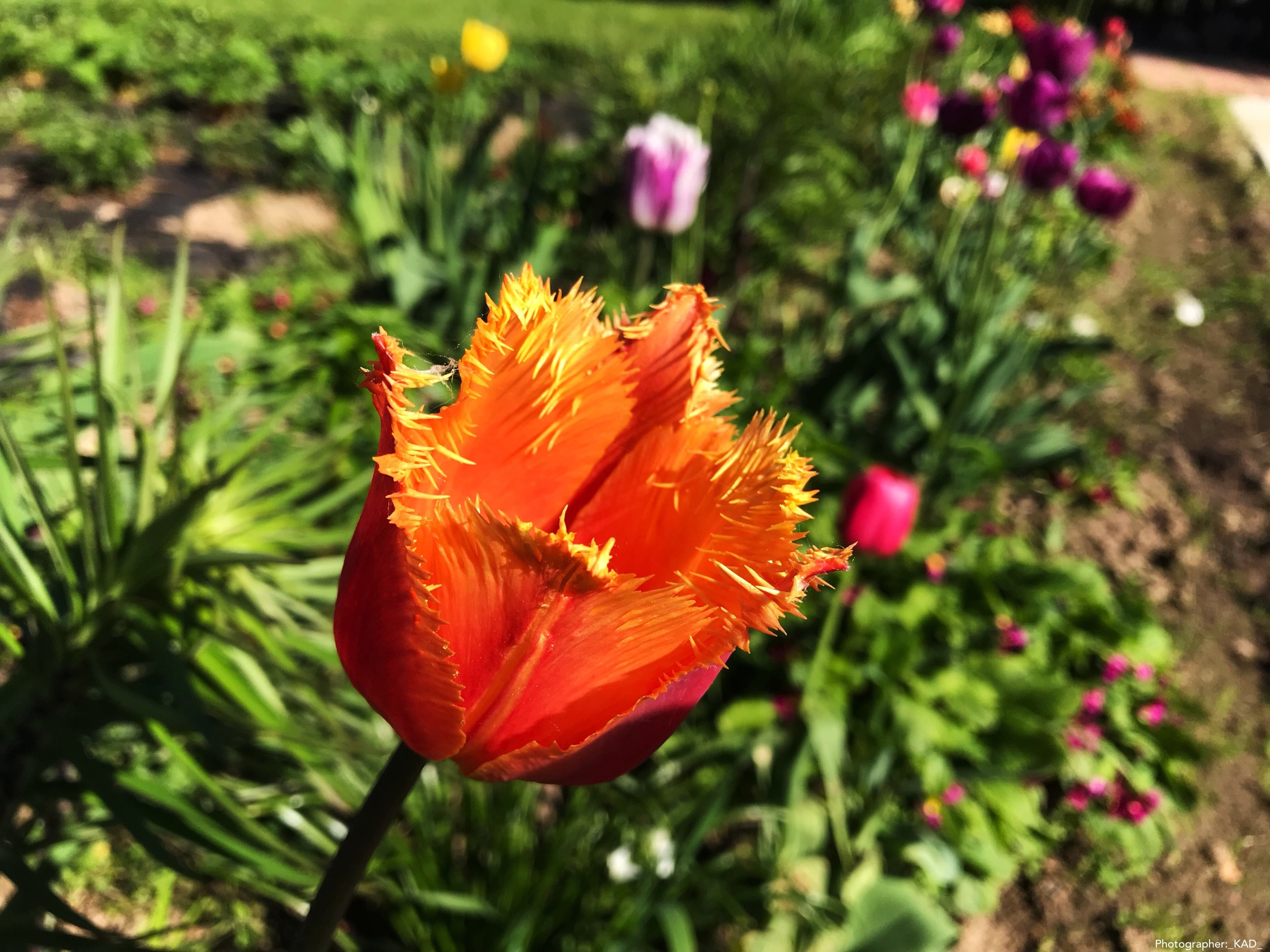 Макросъемка. Photographer K.A.D