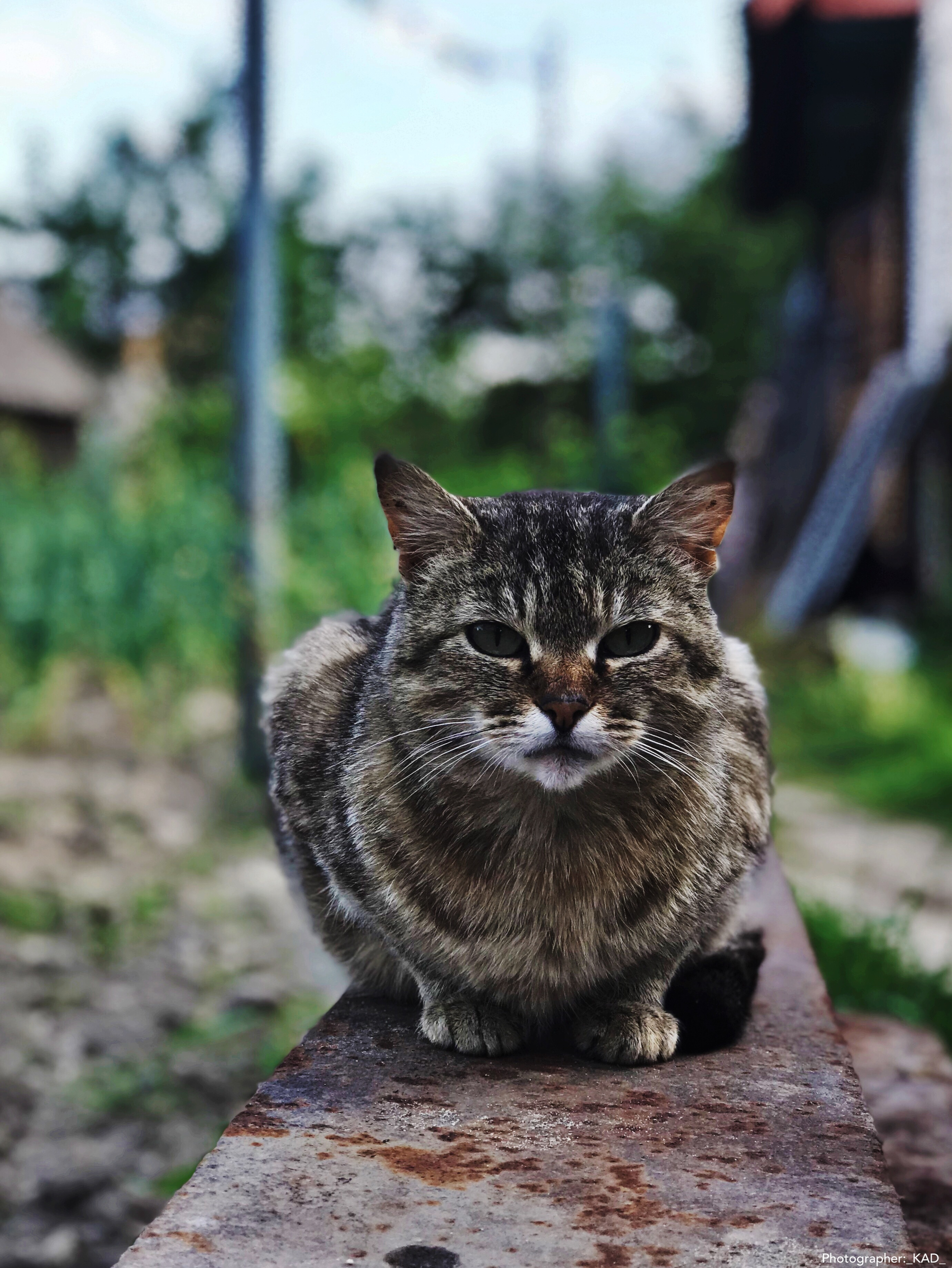 Мир животных. Photographer K.A.D